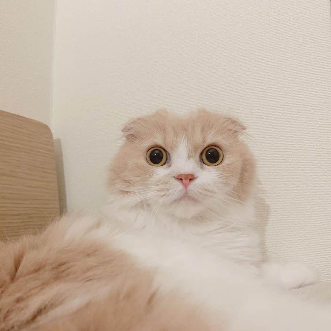 のんたのインスタグラム：「ちょっとした音にも敏感に反応するぼーちゃん びっくりフェイスもかわいいんです😍 ・ #scottishfold #catstagram_japan #catsofinstagram #cats_of_instagram#catoftheday #ilovemycat #bestmeow #catlover #cutecat #kittensofinstagram #cute #スコティッシュフォールド」