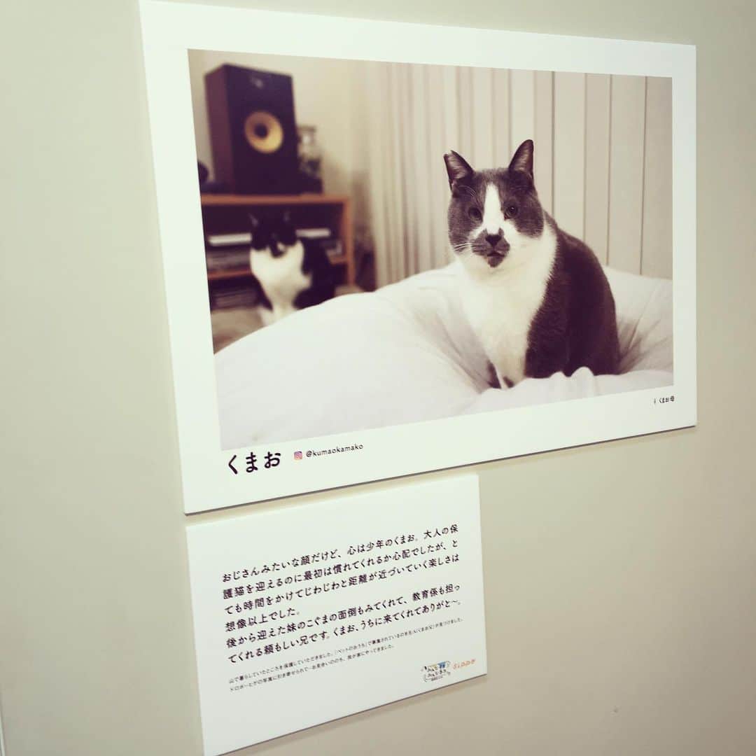 なごむさんのインスタグラム写真 - (なごむInstagram)「※ 19日まで やってるよ〜〜🐈 #sippo #みんなイヌみんなネコ」8月15日 20時54分 - matsumotoooooo