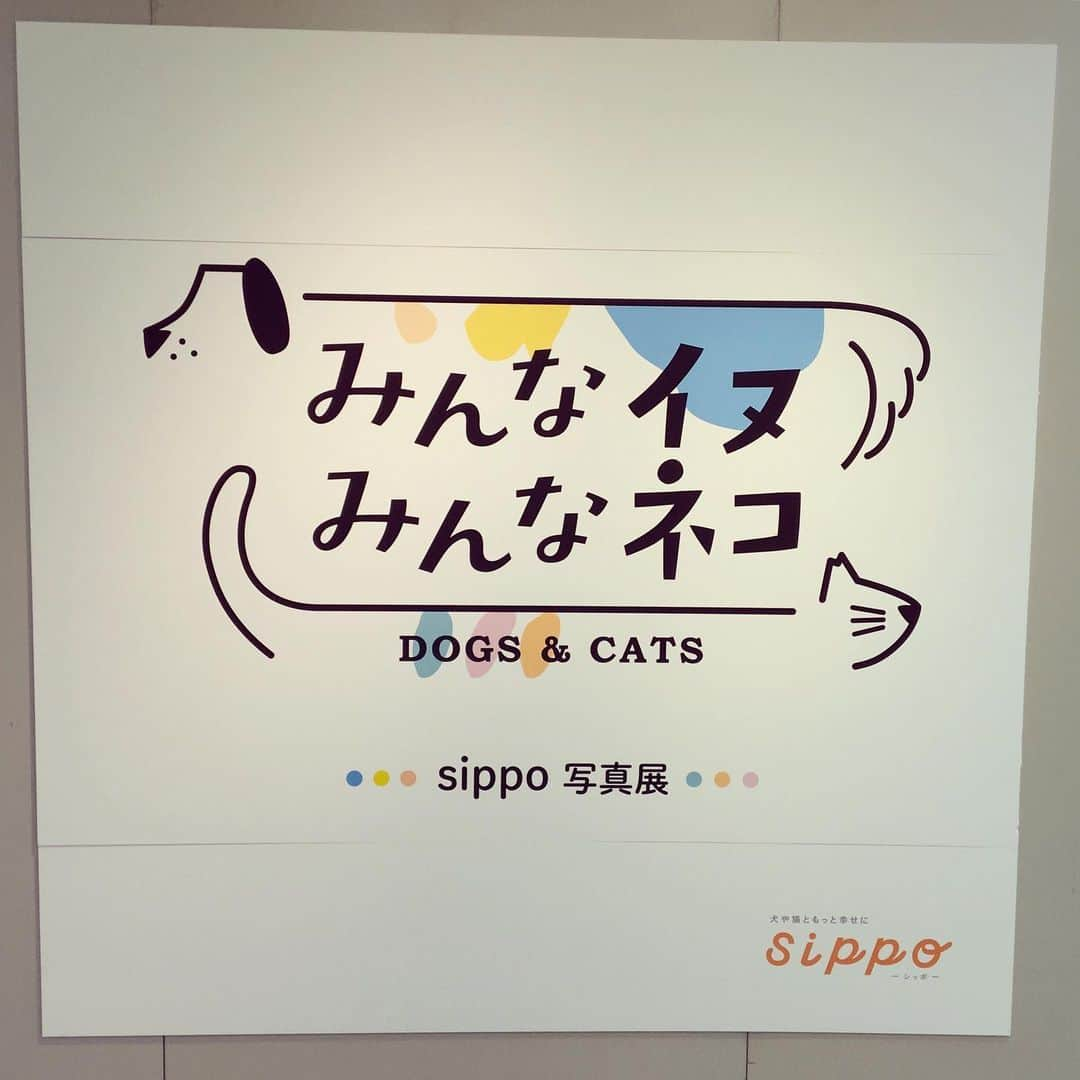 なごむさんのインスタグラム写真 - (なごむInstagram)「※ 19日まで やってるよ〜〜🐈 #sippo #みんなイヌみんなネコ」8月15日 20時54分 - matsumotoooooo