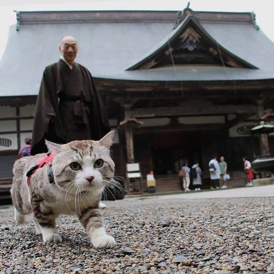 Nyankichi Noranekoさんのインスタグラム写真 - (Nyankichi NoranekoInstagram)「世界遺産 中尊寺  World Heritage Chusonji Temple  #猫 #고양이 #แมว #貓 #кошка #qata #chat #ニャンスタグラム #gato #ねこ部 #旅猫 #動物 #ペット #ニャン吉 #かわいい #アニマル #kawaii #保護猫 #イケニャン #japan #猫写真 #ねこ #seekor #ネコ #日本 #中尊寺 #世界遺産 #岩手 #岩手県 #平泉」8月15日 21時06分 - noraneko_nyankichi