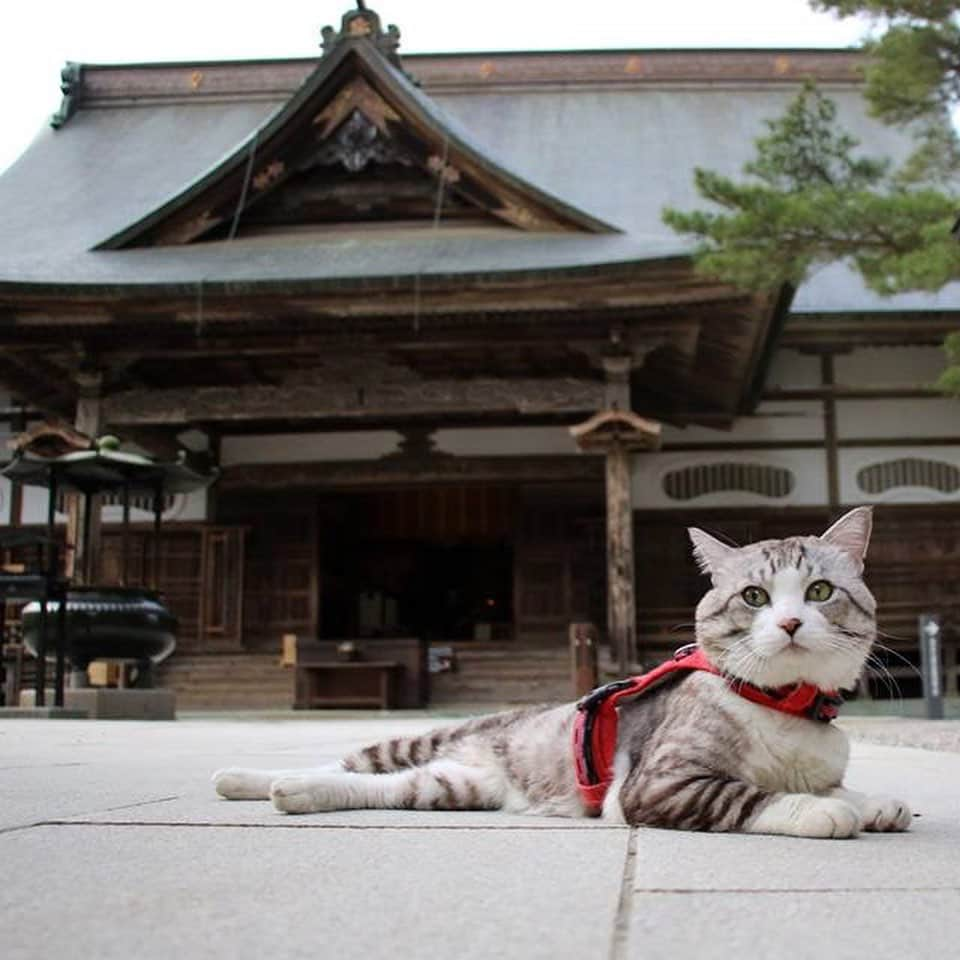 Nyankichi Noranekoさんのインスタグラム写真 - (Nyankichi NoranekoInstagram)「世界遺産 中尊寺  World Heritage Chusonji Temple  #猫 #고양이 #แมว #貓 #кошка #qata #chat #ニャンスタグラム #gato #ねこ部 #旅猫 #動物 #ペット #ニャン吉 #かわいい #アニマル #kawaii #保護猫 #イケニャン #japan #猫写真 #ねこ #seekor #ネコ #日本 #中尊寺 #世界遺産 #岩手 #岩手県 #平泉」8月15日 21時06分 - noraneko_nyankichi