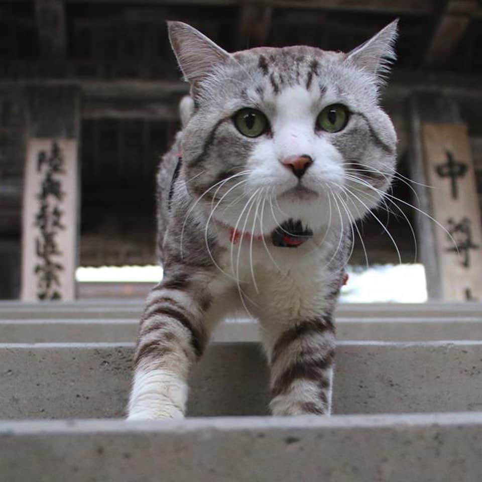 Nyankichi Noranekoさんのインスタグラム写真 - (Nyankichi NoranekoInstagram)「世界遺産 中尊寺  World Heritage Chusonji Temple  #猫 #고양이 #แมว #貓 #кошка #qata #chat #ニャンスタグラム #gato #ねこ部 #旅猫 #動物 #ペット #ニャン吉 #かわいい #アニマル #kawaii #保護猫 #イケニャン #japan #猫写真 #ねこ #seekor #ネコ #日本 #中尊寺 #世界遺産 #岩手 #岩手県 #平泉」8月15日 21時06分 - noraneko_nyankichi