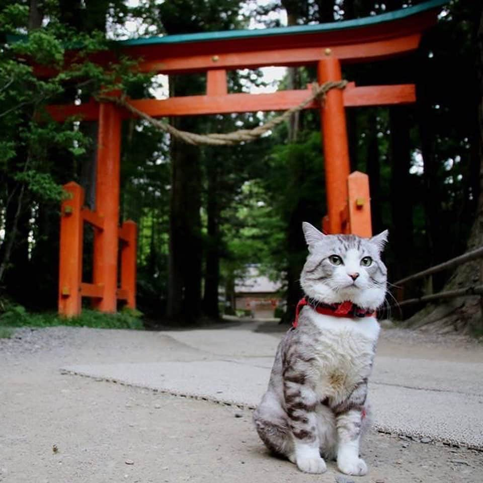 Nyankichi Noranekoさんのインスタグラム写真 - (Nyankichi NoranekoInstagram)「世界遺産 中尊寺  World Heritage Chusonji Temple  #猫 #고양이 #แมว #貓 #кошка #qata #chat #ニャンスタグラム #gato #ねこ部 #旅猫 #動物 #ペット #ニャン吉 #かわいい #アニマル #kawaii #保護猫 #イケニャン #japan #猫写真 #ねこ #seekor #ネコ #日本 #中尊寺 #世界遺産 #岩手 #岩手県 #平泉」8月15日 21時06分 - noraneko_nyankichi