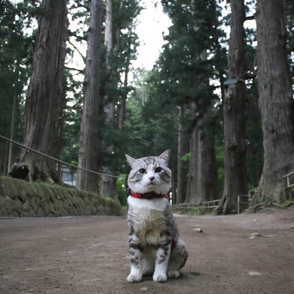 Nyankichi Noranekoさんのインスタグラム写真 - (Nyankichi NoranekoInstagram)「世界遺産 中尊寺  World Heritage Chusonji Temple  #猫 #고양이 #แมว #貓 #кошка #qata #chat #ニャンスタグラム #gato #ねこ部 #旅猫 #動物 #ペット #ニャン吉 #かわいい #アニマル #kawaii #保護猫 #イケニャン #japan #猫写真 #ねこ #seekor #ネコ #日本 #中尊寺 #世界遺産 #岩手 #岩手県 #平泉」8月15日 21時06分 - noraneko_nyankichi