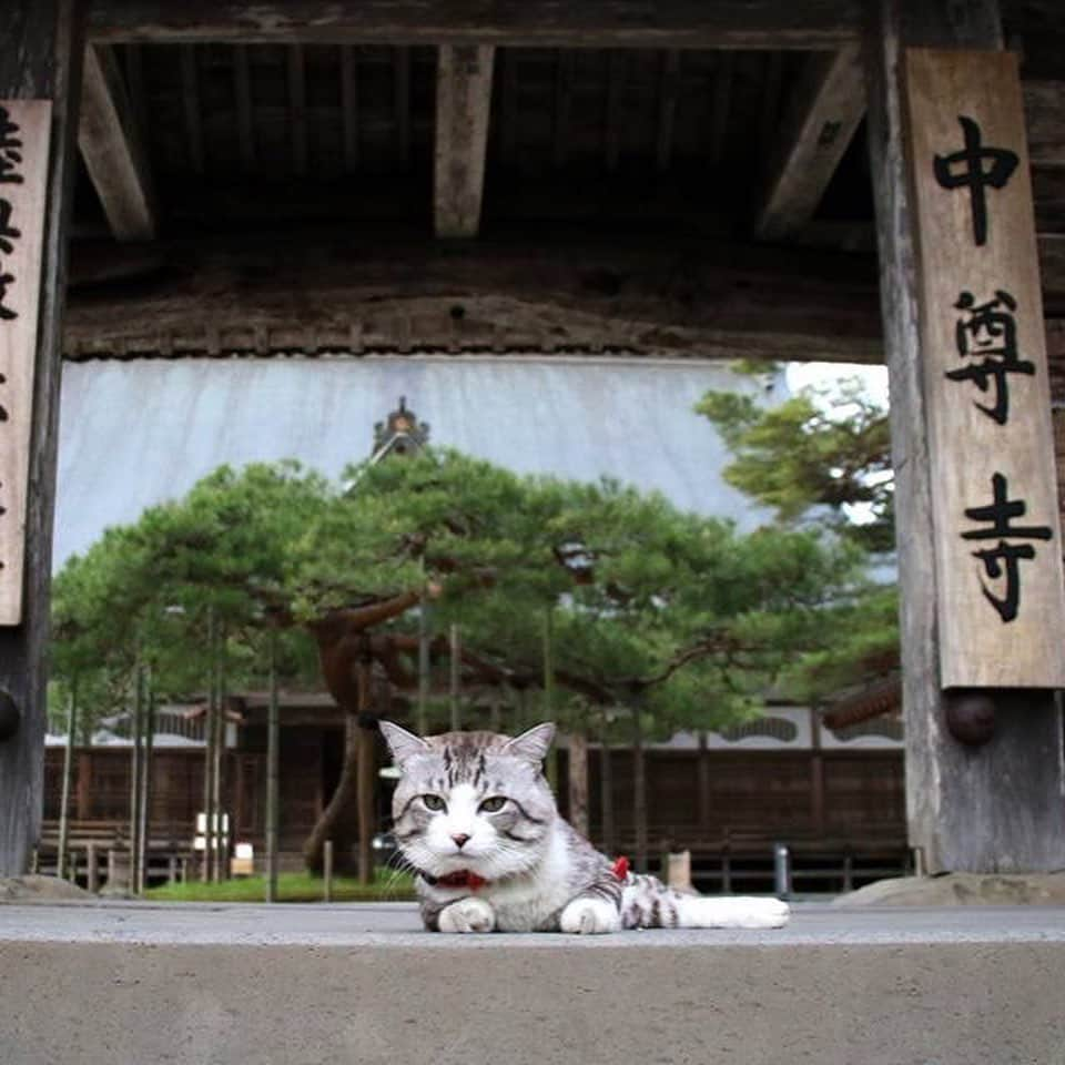 Nyankichi Noranekoさんのインスタグラム写真 - (Nyankichi NoranekoInstagram)「世界遺産 中尊寺  World Heritage Chusonji Temple  #猫 #고양이 #แมว #貓 #кошка #qata #chat #ニャンスタグラム #gato #ねこ部 #旅猫 #動物 #ペット #ニャン吉 #かわいい #アニマル #kawaii #保護猫 #イケニャン #japan #猫写真 #ねこ #seekor #ネコ #日本 #中尊寺 #世界遺産 #岩手 #岩手県 #平泉」8月15日 21時06分 - noraneko_nyankichi