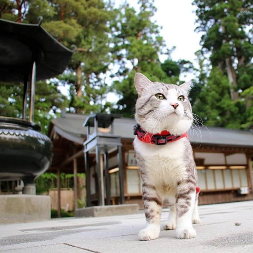 Nyankichi Noranekoさんのインスタグラム写真 - (Nyankichi NoranekoInstagram)「世界遺産 中尊寺  World Heritage Chusonji Temple  #猫 #고양이 #แมว #貓 #кошка #qata #chat #ニャンスタグラム #gato #ねこ部 #旅猫 #動物 #ペット #ニャン吉 #かわいい #アニマル #kawaii #保護猫 #イケニャン #japan #猫写真 #ねこ #seekor #ネコ #日本 #中尊寺 #世界遺産 #岩手 #岩手県 #平泉」8月15日 21時06分 - noraneko_nyankichi