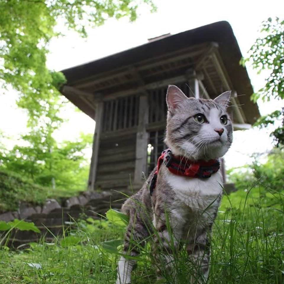 Nyankichi Noranekoさんのインスタグラム写真 - (Nyankichi NoranekoInstagram)「世界遺産 中尊寺  World Heritage Chusonji Temple  #猫 #고양이 #แมว #貓 #кошка #qata #chat #ニャンスタグラム #gato #ねこ部 #旅猫 #動物 #ペット #ニャン吉 #かわいい #アニマル #kawaii #保護猫 #イケニャン #japan #猫写真 #ねこ #seekor #ネコ #日本 #中尊寺 #世界遺産 #岩手 #岩手県 #平泉」8月15日 21時06分 - noraneko_nyankichi