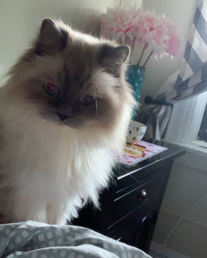 Tinaのインスタグラム：「Who needs an alarm clock when you have George. ⏰ 😹」