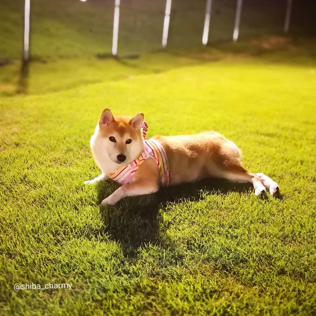 ちゃみさんのインスタグラム写真 - (ちゃみInstagram)「Hotel & Resort guhin🐶今年も鳥取大山にあるリゾートホテル『 狗賓 』さんに行って来ました😊 ( 8月12日～2泊3日) * なんと言っても豪華な食事が最高なんです😋 今回も美味しすぎた😭♥ * お部屋は広々、とっても綺麗✨ ベッドはワンコも乗ってOK！ 天然芝のドッグランは23時まで♪今年はワンちゃん用のプールもありました！ * ホテルの後には大山が😍 テラスからの夕日は絶景です🌇 * スタッフさんも皆さんとても親切です😊 今回は台風の接近に伴い、帰る時間など、いろいろと心遣いしていただきました🙇✨ ありがとうございました✨ また絶対行きたいと思います🐶 * * 1日目は島根の海🏖 笹子ビーチへ！その後、狗賓泊✨ 2日目は出雲大社&水木しげるロードへ！狗賓に泊 鳥取&島根の投稿はまだ続きます😆 * #狗賓 #狗賓にきてます‼︎ #鳥取#大山#鳥取旅行#柴犬#犬#愛犬#しばいぬ」8月15日 21時13分 - shiba_charmy