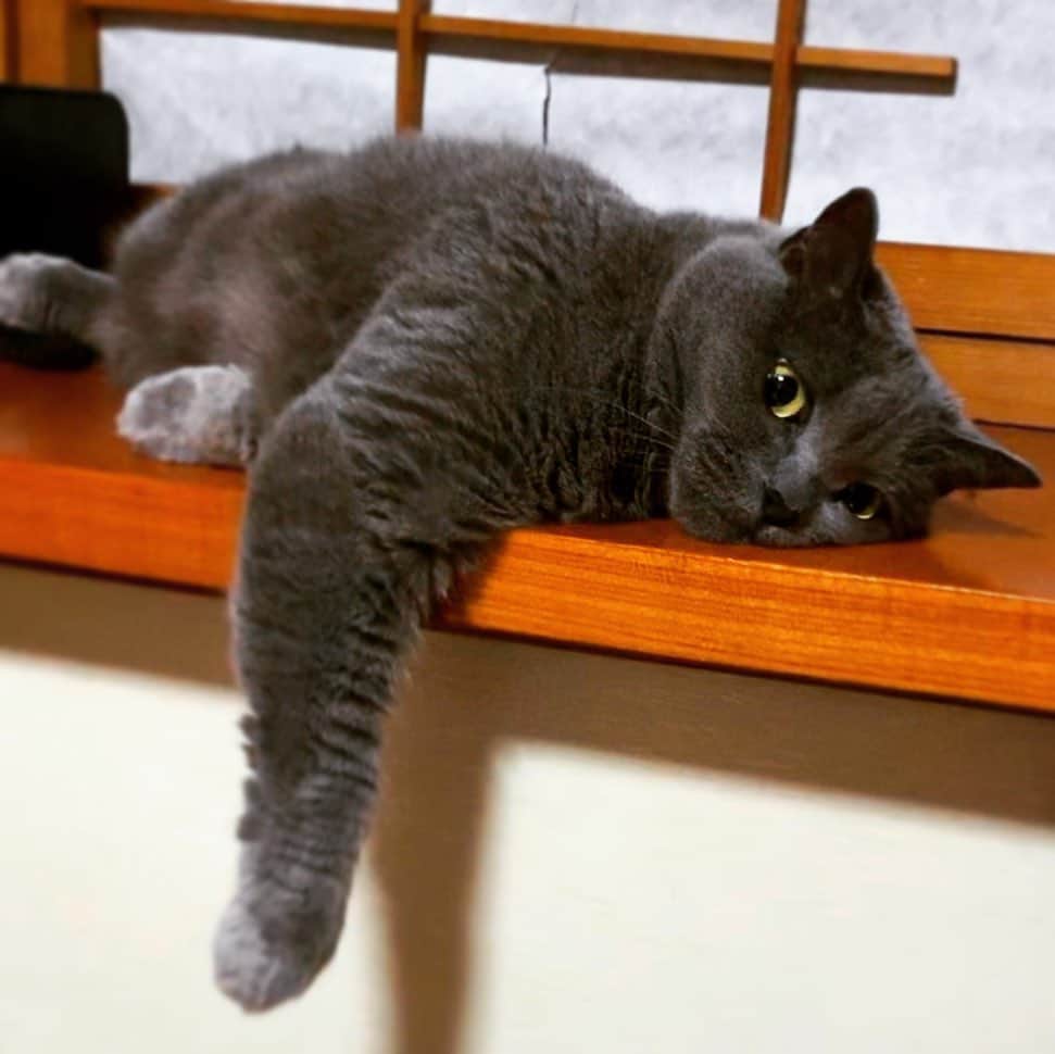 チキン南蛮カレーのルウ王子のグルメインスタ