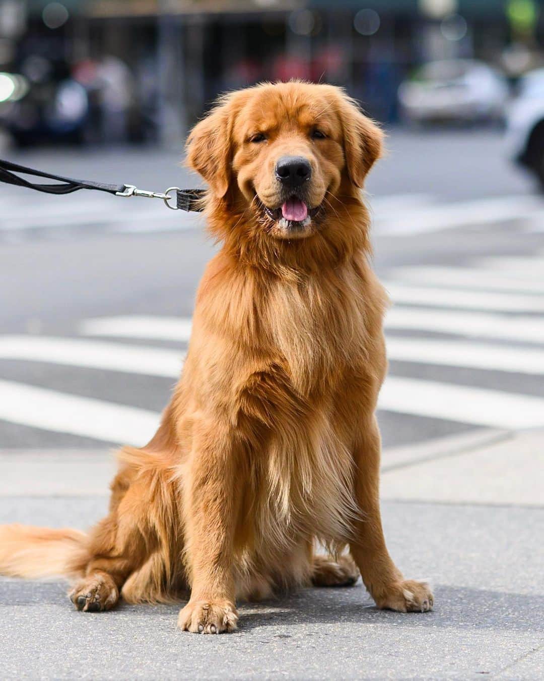 The Dogistさんのインスタグラム写真 - (The DogistInstagram)「Cooper, Golden Retriever (17 m/o), Lispenard & 6th Ave., New York, NY • “He’s pretty good. He pooped on the carpet when he was little.”」8月16日 6時56分 - thedogist