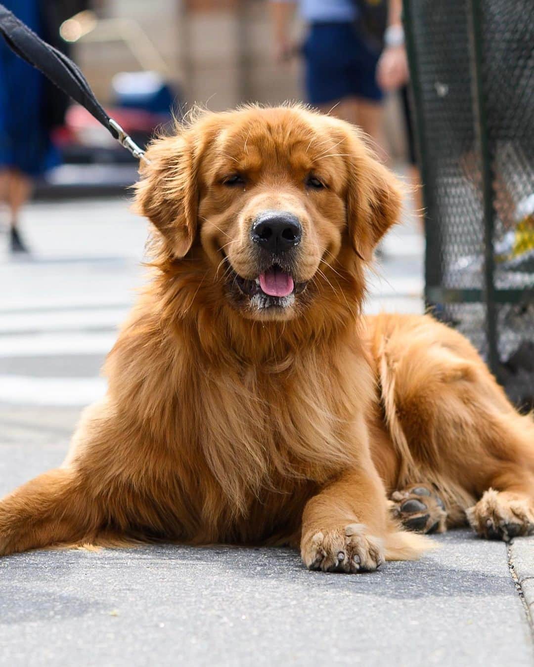 The Dogistさんのインスタグラム写真 - (The DogistInstagram)「Cooper, Golden Retriever (17 m/o), Lispenard & 6th Ave., New York, NY • “He’s pretty good. He pooped on the carpet when he was little.”」8月16日 6時56分 - thedogist