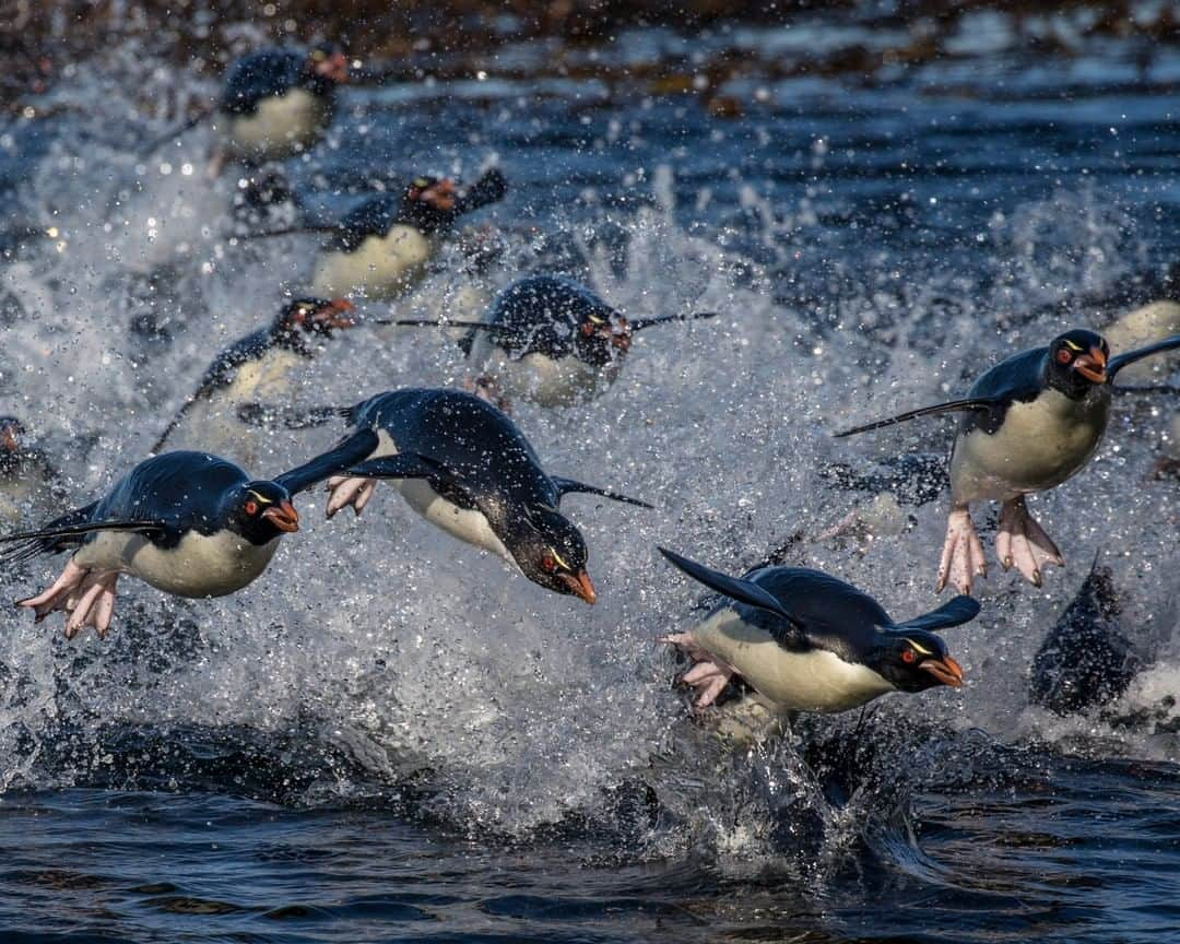 ナショナルジオグラフィックさんのインスタグラム写真 - (ナショナルジオグラフィックInstagram)「Photo by Paul Nicklen @paulnicklen | When you're a penguin, there's no telling when you might become a sea lion's lunch. These rockhopper penguins race toward shore in groups because it increases the odds of survival; you're less likely to be picked off by a hungry predator when you're surrounded by a dozen birds that look just like you, and if you're faster than all the others, then that's great news for you. Penguins have evolved for life on land and in the ocean, but once you've seen the way they move through and over water, it's hard to call them flightless. At the very least, these rockhopper penguins in the Falkland Islands (Islas Malvinas) seem to remember what it was to soar through the sky, before evolution took them out of the air and gave them the sea to fly through instead. Follow me @PaulNicklen for more photos and stories from some of the most remote parts of the world. #naturephotography #penguins #explore #gratitude」8月16日 7時35分 - natgeo