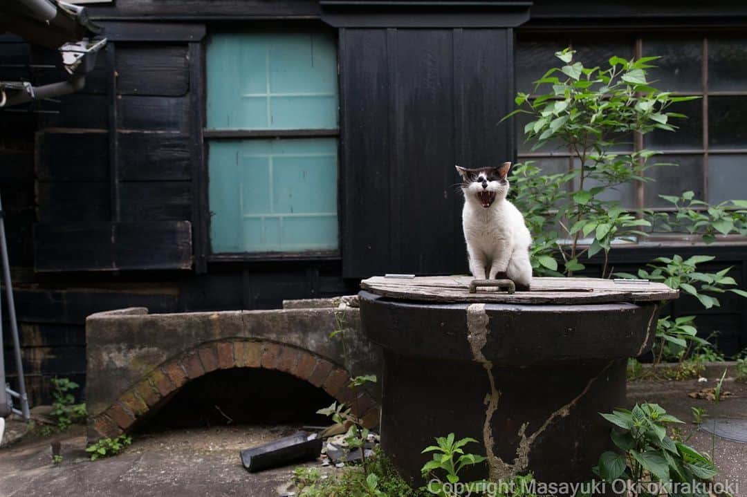 Masayukiさんのインスタグラム写真 - (MasayukiInstagram)「いらっしゃい！  おはようございます。 Good morning from Tokyo Japan ☁️ #cat #ねこ」8月16日 7時46分 - okirakuoki