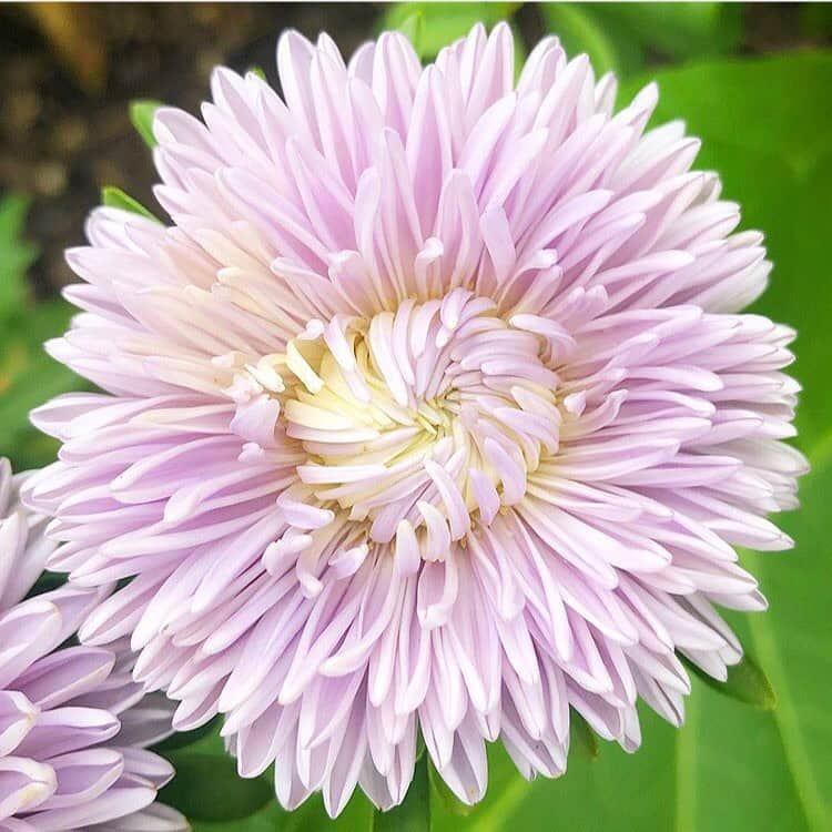 マーサ・スチュワートさんのインスタグラム写真 - (マーサ・スチュワートInstagram)「Spotted at @marthastewart48’s Bedford gardens this week: the fluffiest Asters in bloom. 🌸 #regram via 📷: @ryanmccallister1」8月16日 7時50分 - marthastewart