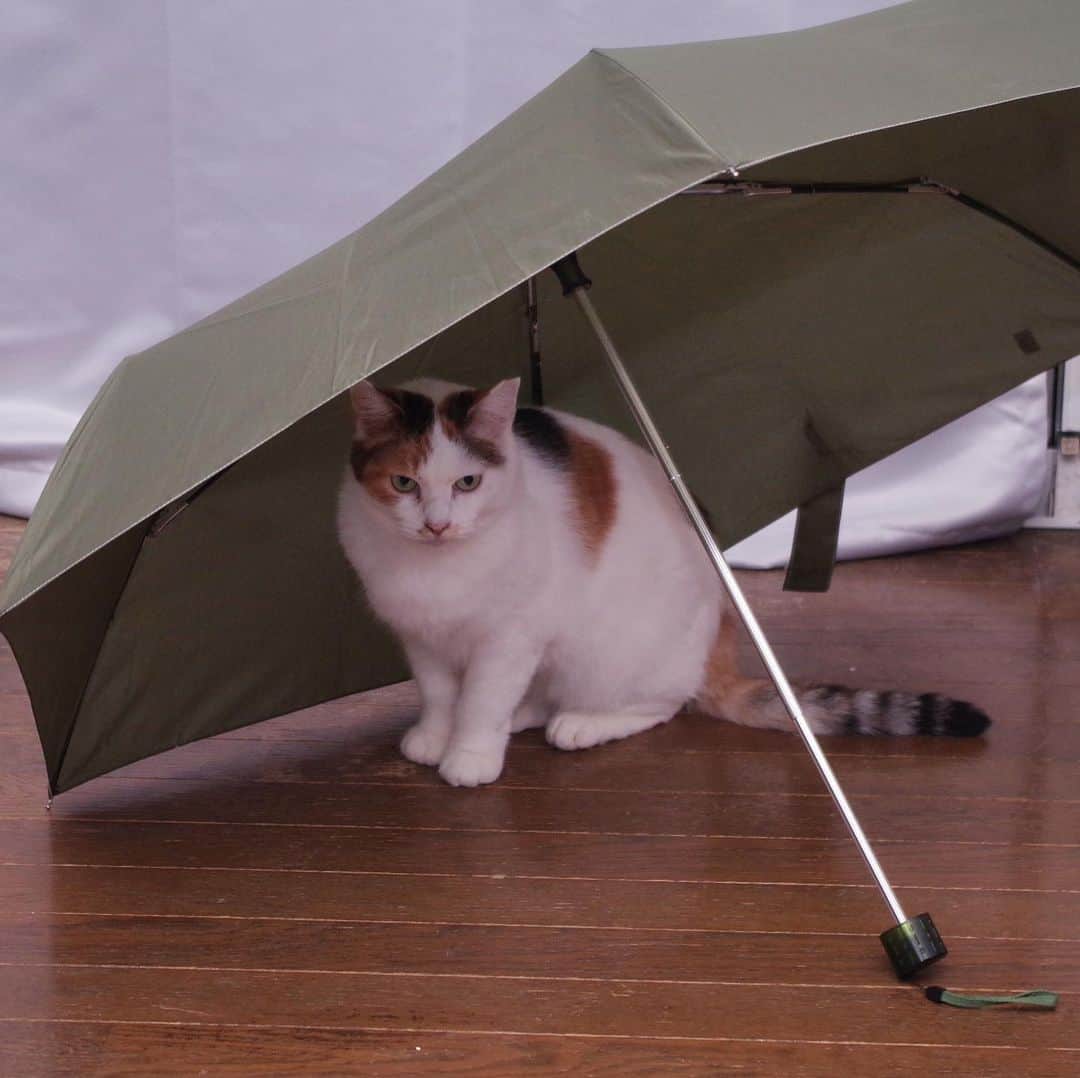 Kachimo Yoshimatsuさんのインスタグラム写真 - (Kachimo YoshimatsuInstagram)「干してた傘にin 深夜のミケ子。 #uchinonekora #mikeko #neko #cat #catstagram #kachimo #猫 #ねこ #うちの猫ら http://kachimo.exblog.jp」8月16日 7時58分 - kachimo