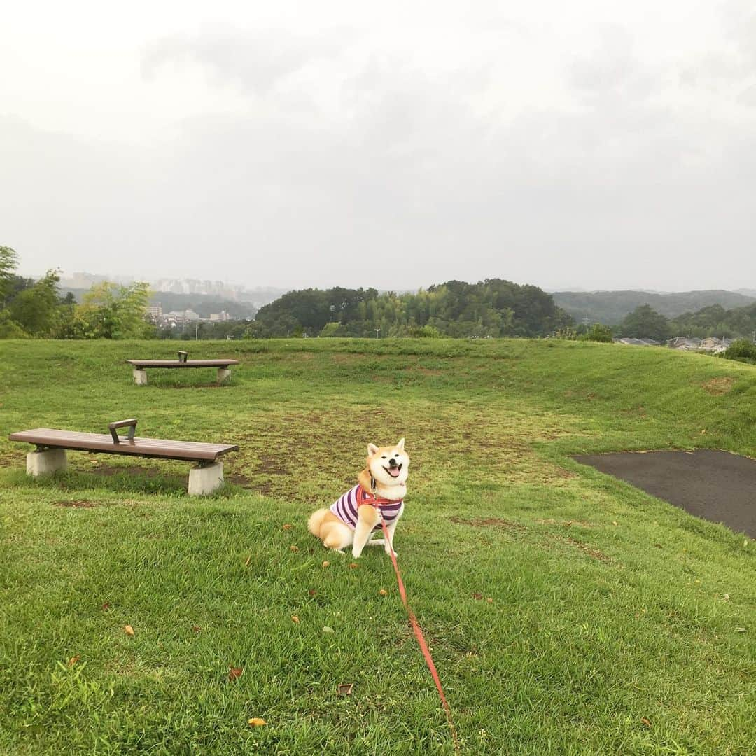 てんパパさんのインスタグラム写真 - (てんパパInstagram)「強風、厚い雲、時折パラパラ小雨、気温27度ぐらい。そんなに不快じゃない。 #朝んぽ #丘の上のてん」8月16日 7時58分 - tenchan.shiba