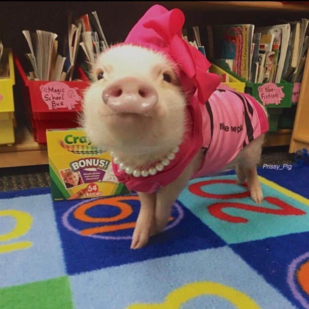 Priscilla and Poppletonさんのインスタグラム写真 - (Priscilla and PoppletonInstagram)「prissy pig pink...the sharpest crayon in the box.🐷🖍#tbt #backtoschool #firstgrade #schoolsupplies #classpet #PrissyandPop」8月16日 8時06分 - prissy_pig