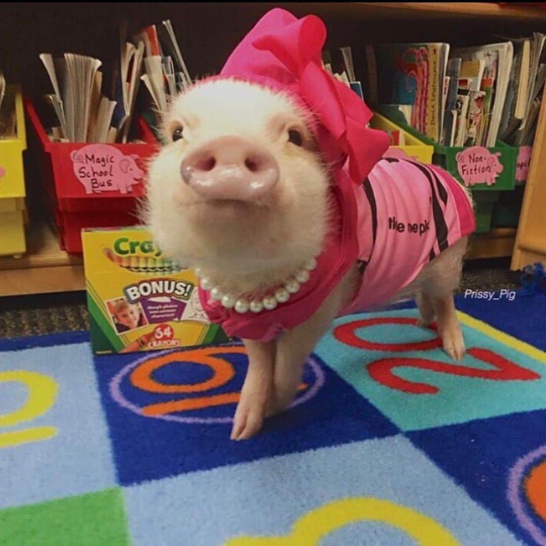 のインスタグラム：「prissy pig pink...the sharpest crayon in the box.🐷🖍#tbt #backtoschool #firstgrade #schoolsupplies #classpet #PrissyandPop」