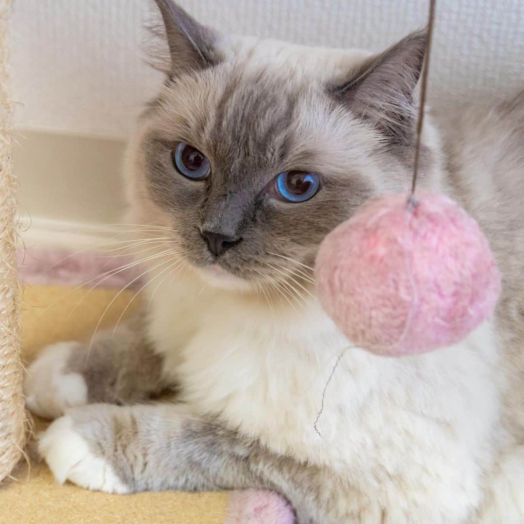マアルのインスタグラム：「やまさん #🐈 #猫好きさんと繋がりたい #北海道 #旭川市 #ラグドール #ペットシッター」