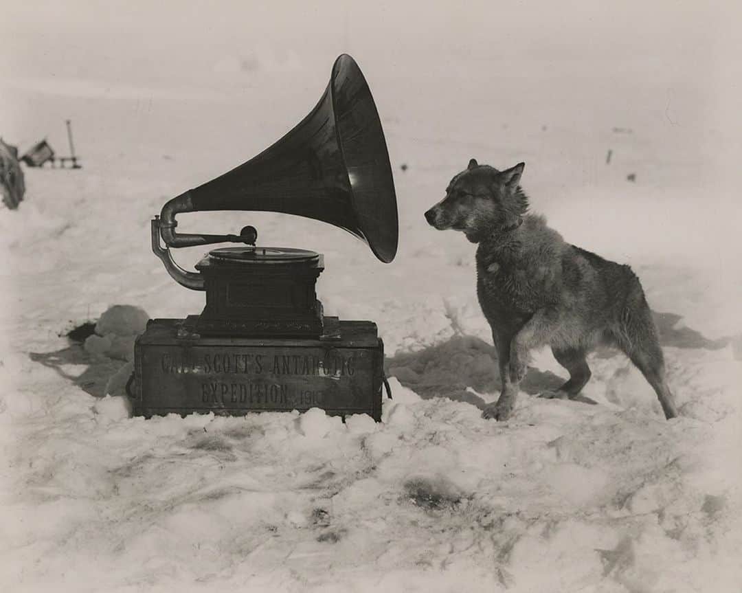 National Geographic Creativeさんのインスタグラム写真 - (National Geographic CreativeInstagram)「Photo by Herbert G. Ponting | A sled dogs observes a gramophone while on expedition to the South Pole. This image was originally captured in 1911. #ThrowBackThursday #Antarctica #Expedition #BlackAndWhite」8月15日 23時19分 - natgeointhefield