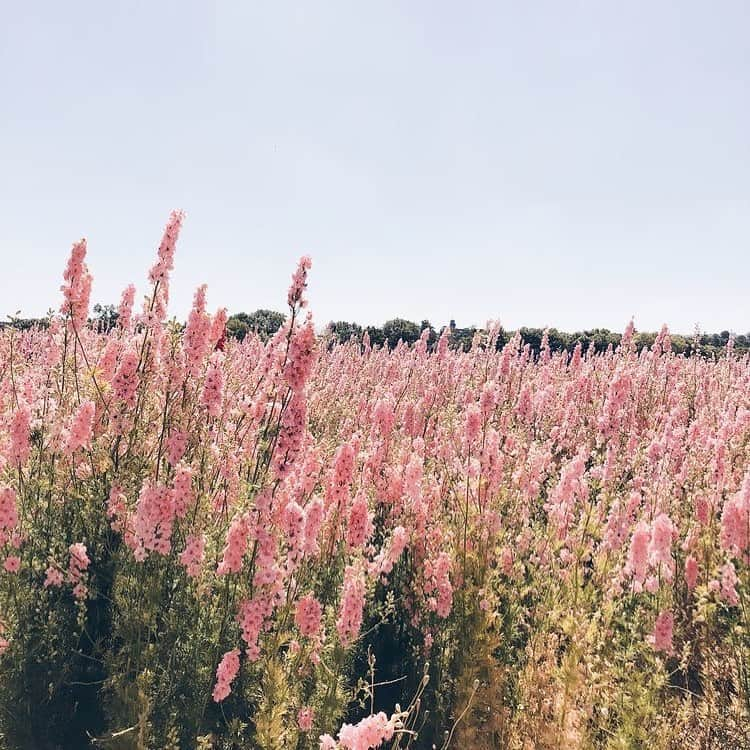 イネスドゥラフレサンジュさんのインスタグラム写真 - (イネスドゥラフレサンジュInstagram)「Holiday in Provence 🌸 www.inesdelafressange.fr #inesdelafressangeparis #inesdelafressange #idlfp」8月15日 23時26分 - inesdelafressangeparis