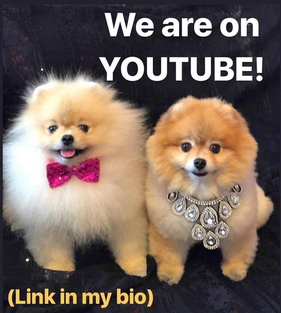 Shilaさんのインスタグラム写真 - (ShilaInstagram)「Yahoo! Finally we have a YouTube channel too! 🎉🍾(link in my bio) 😃..You can watch our the best old or new videos there! P.s Dont worry ,Secretary mom will keep posting here too 😉😃..Enjoy! Hope you like my the longest first video all about me.. You can go to our channel for watching the rest of this video 😃 // Yahoo🎉Artik bizim de Youtube kanalimiz varrr.. Artik eski ve yeni en iyi videolarimizi orada da izleyebilirsiniz!.. Link benim profilimde...Umarim begenirsiniz , iyi seyirler 😃❤️」8月15日 23時37分 - shila_the_pom