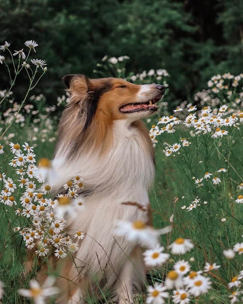 DogsOf Instagramのインスタグラム：「“Vacation mode: ON ☀️” writes @autumncolouredcollie  #dogsofinstgram」