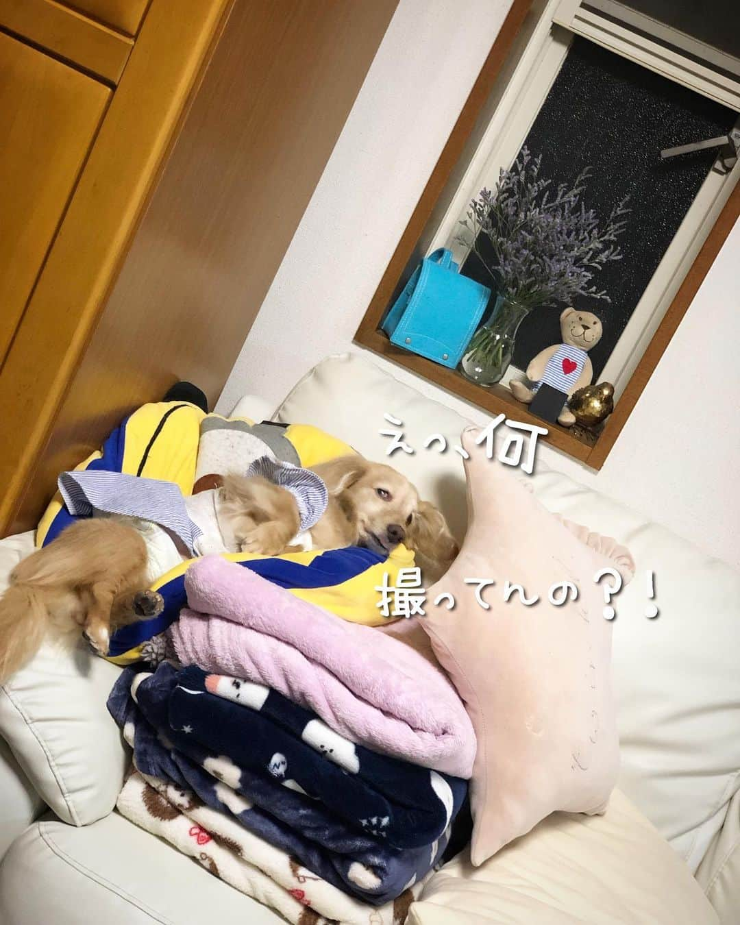 チズさんのインスタグラム写真 - (チズInstagram)「雨も風も凄くなってきたけど…🌀 このお方🐶はいつもと変わらず 大爆睡…😂💦 そんなマロ君大好きよぉ〜💖 #寝顔は天使 #脱力たまらん #そんな場所で寝なくても 😅  #Mダックス#ダックス#ミニチュアダックス #親父犬#シニア犬#ミニチュアダックスフンド #ミニチュアダックスクリーム#短足部 #短足犬#カニンヘンダックス #ダックス13歳#カニンヘンダックスフンド#犬は家族#犬のいる生活#インスタでわんこみるのが日課 ♡♡」8月15日 23時49分 - sqi.chizu