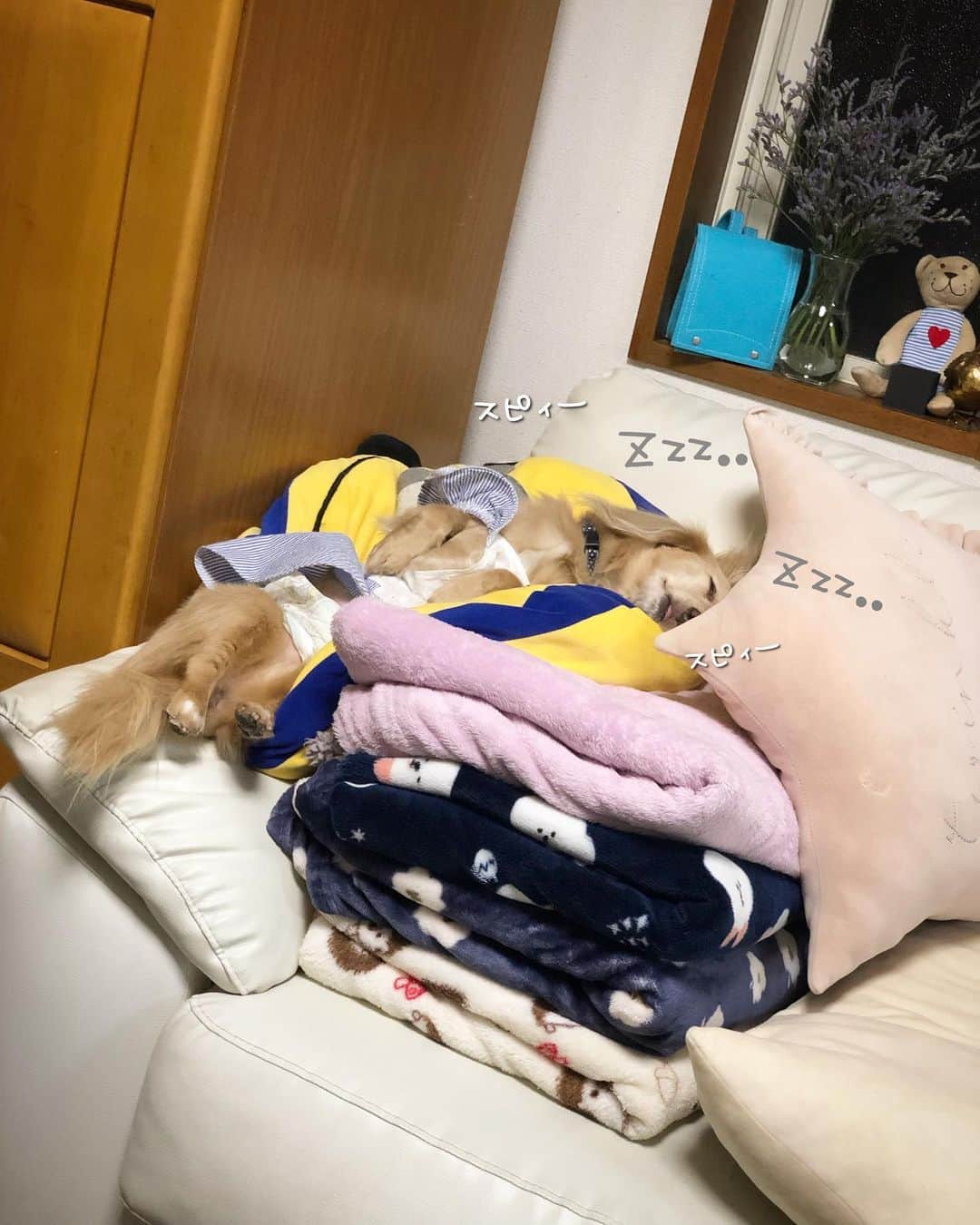 のインスタグラム：「雨も風も凄くなってきたけど…🌀 このお方🐶はいつもと変わらず 大爆睡…😂💦 そんなマロ君大好きよぉ〜💖 #寝顔は天使 #脱力たまらん #そんな場所で寝なくても 😅  #Mダックス#ダックス#ミニチュアダックス #親父犬#シニア犬#ミニチュアダックスフンド #ミニチュアダックスクリーム#短足部 #短足犬#カニンヘンダックス #ダックス13歳#カニンヘンダックスフンド#犬は家族#犬のいる生活#インスタでわんこみるのが日課 ♡♡」
