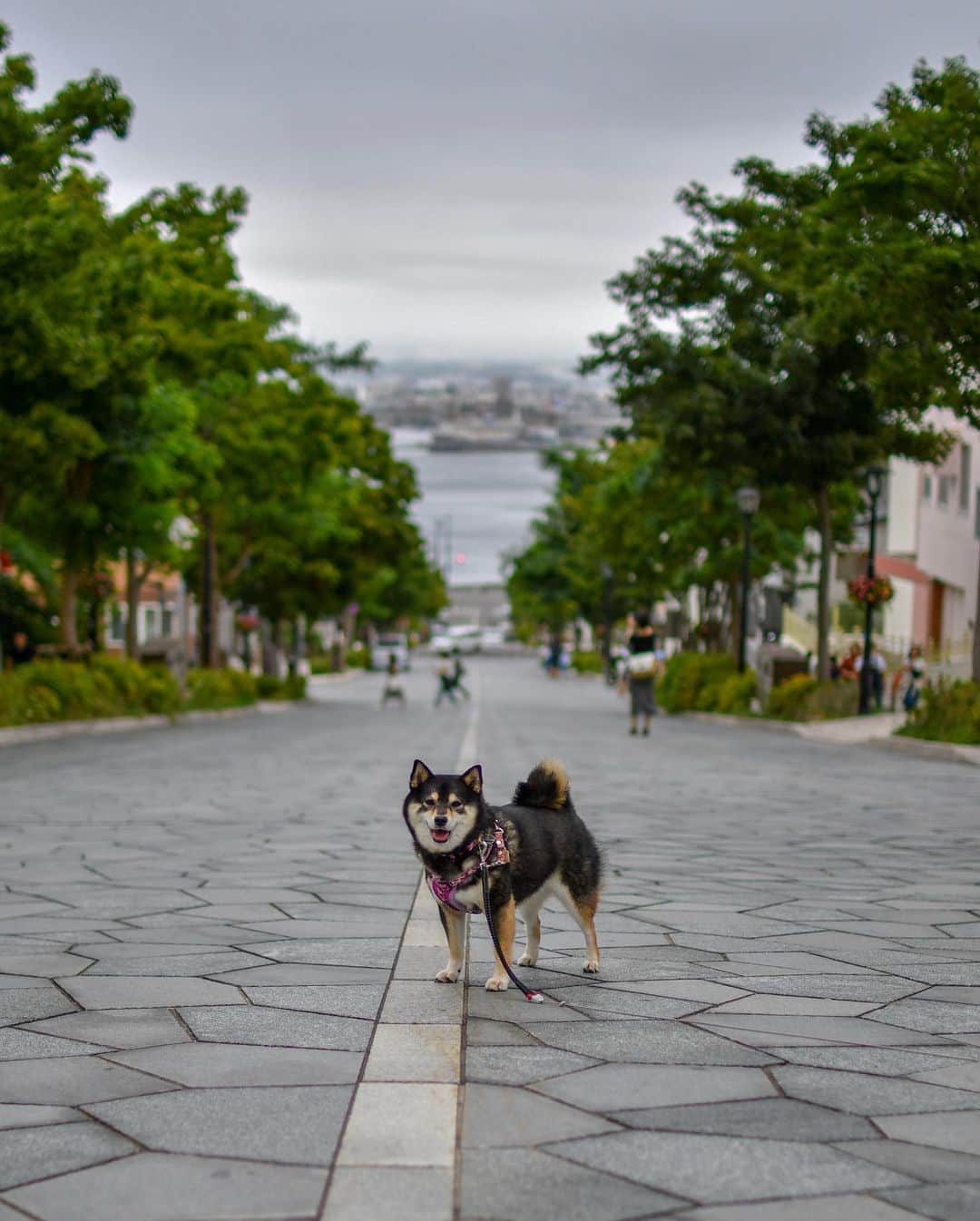 吾子のグルメインスタ
