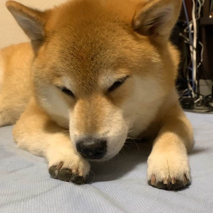 まる（まるたろう）のインスタグラム