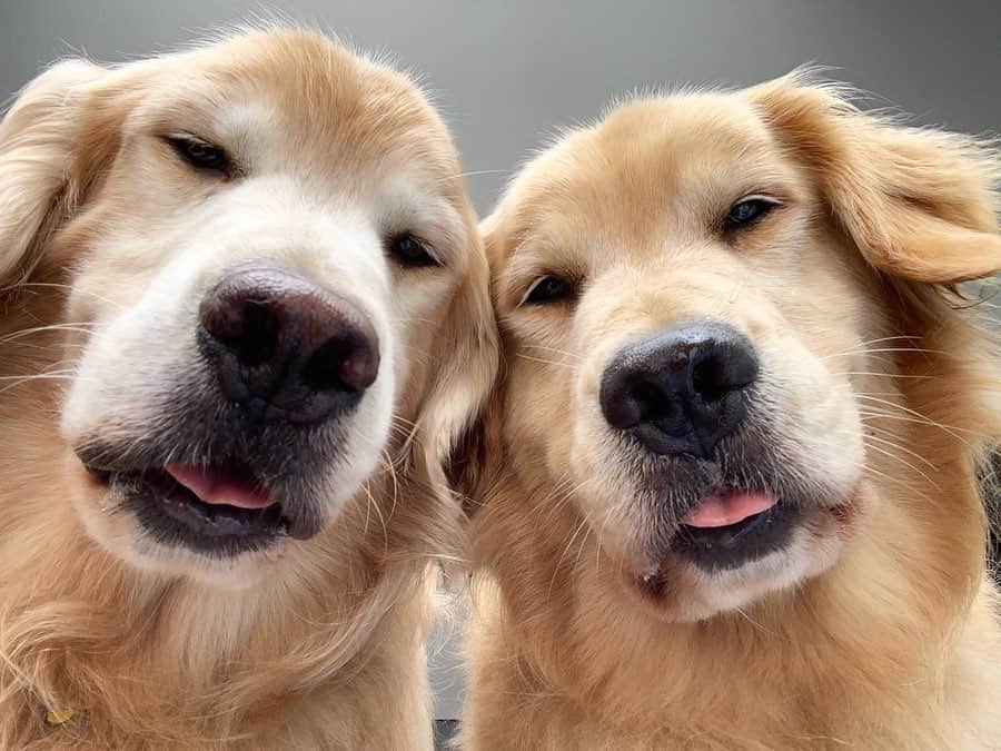 Bobさんのインスタグラム写真 - (BobInstagram)「Quem aí também não resiste a uma selfie 🤳🏻 . . #selfie #selfies #pets #photooftheday #petsofinstagram #instagrammers #instagram #instadaily #vejasp #goldenretriever #goldenretrievers #goldenretrieversofinstagram #dogs #dogstyle #dogoftheday #dogsofinstagram #saopaulo #gudfriends . . @petxp dias 30,31/08 e 01/09 Ingressos com cupom PETXPBOBMARLEY tem 10% de desconto.」8月16日 0時15分 - bob_marley_goldenretriever