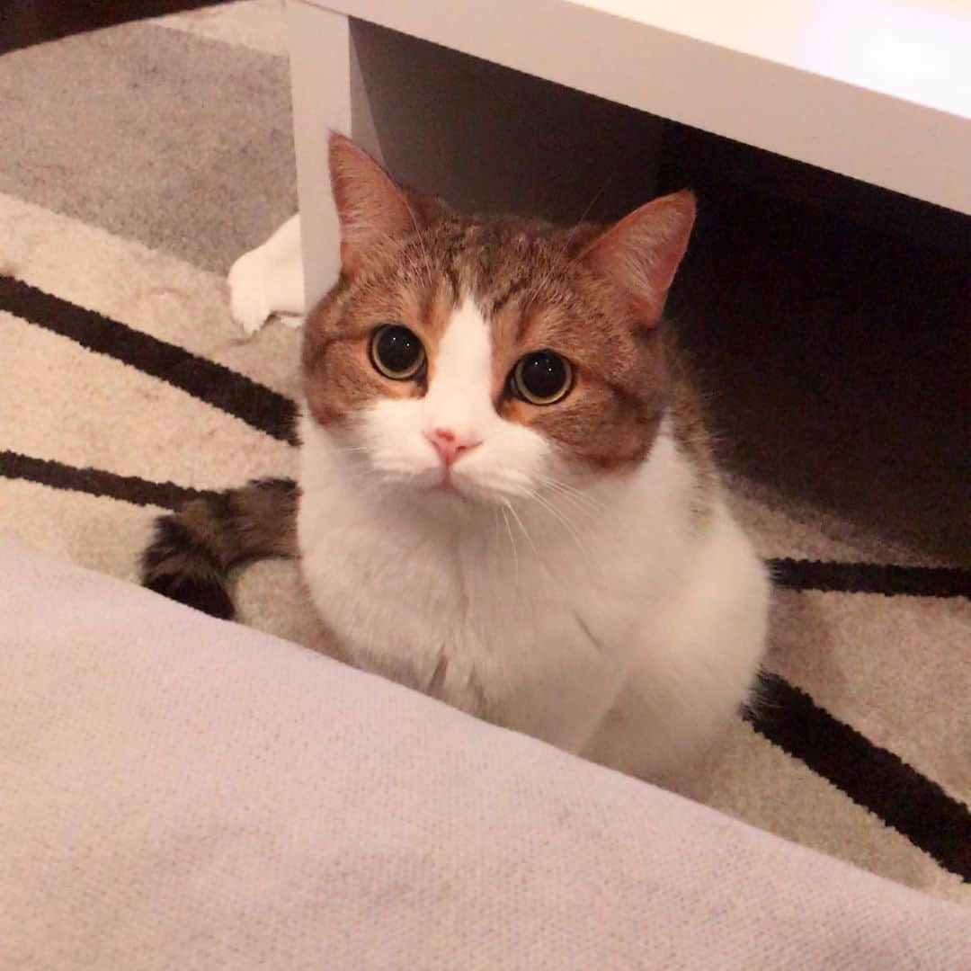 miuさんのインスタグラム写真 - (miuInstagram)「最近のみうさん♡ ❤️ #cat #ミックス猫 #スコッティッシュフォールド #チンチラ #にゃ #猫 #かわいい #ペコねこ部 #みう  #甘えん坊 #ねこ #猫好きさんと繋がりたい #にゃんすたぐらむ #にゃんだふるらいふ #ねこすたぐらむ #picneko #ピクネコ」8月16日 0時19分 - miugram0126