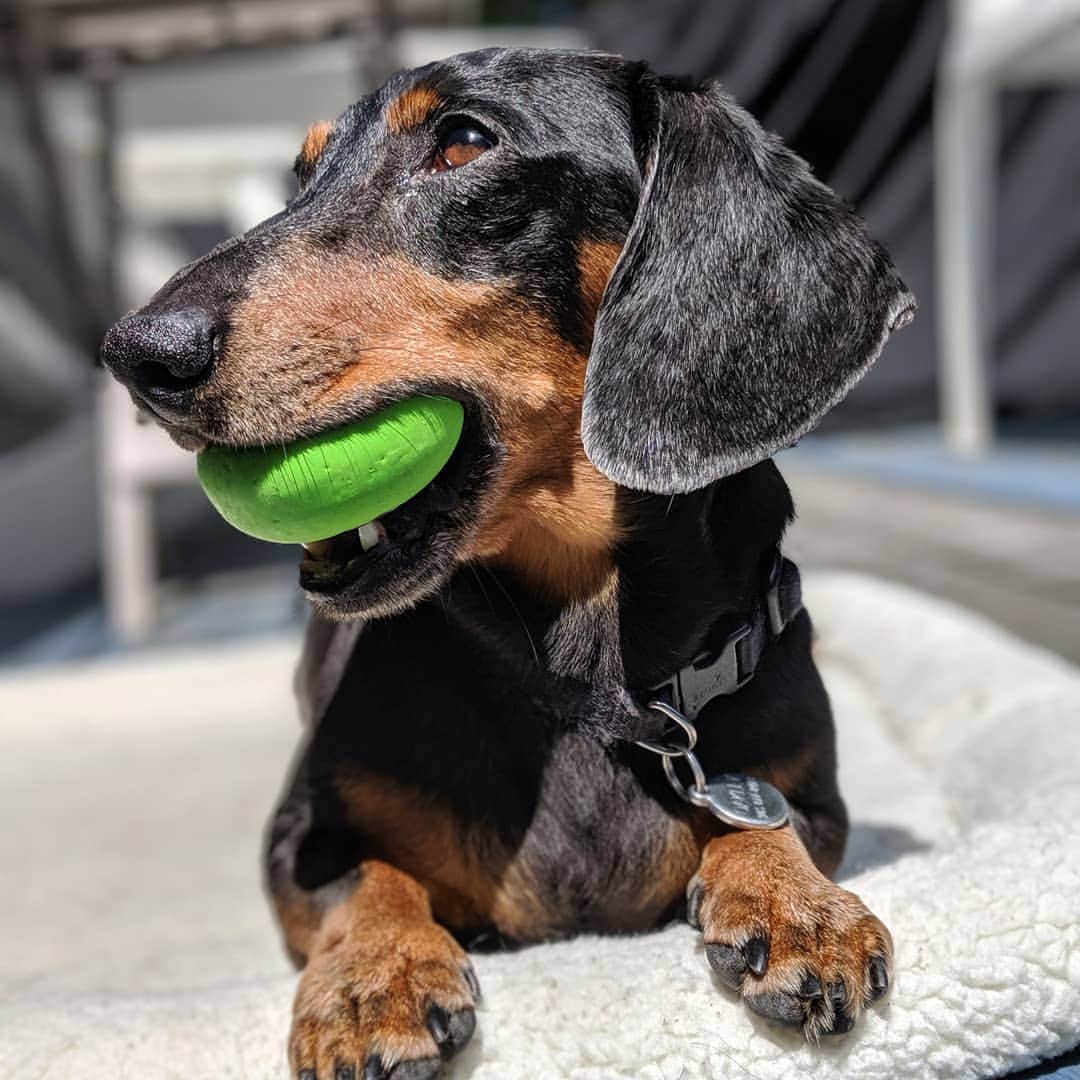 Crusoe the Celebrity Dachshundさんのインスタグラム写真 - (Crusoe the Celebrity DachshundInstagram)「"My brother Oakley getting more and more 'wisdom hairs' every time I see him! And yet, he's still a pup at heart!" ~ Crusoe」8月16日 0時44分 - crusoe_dachshund