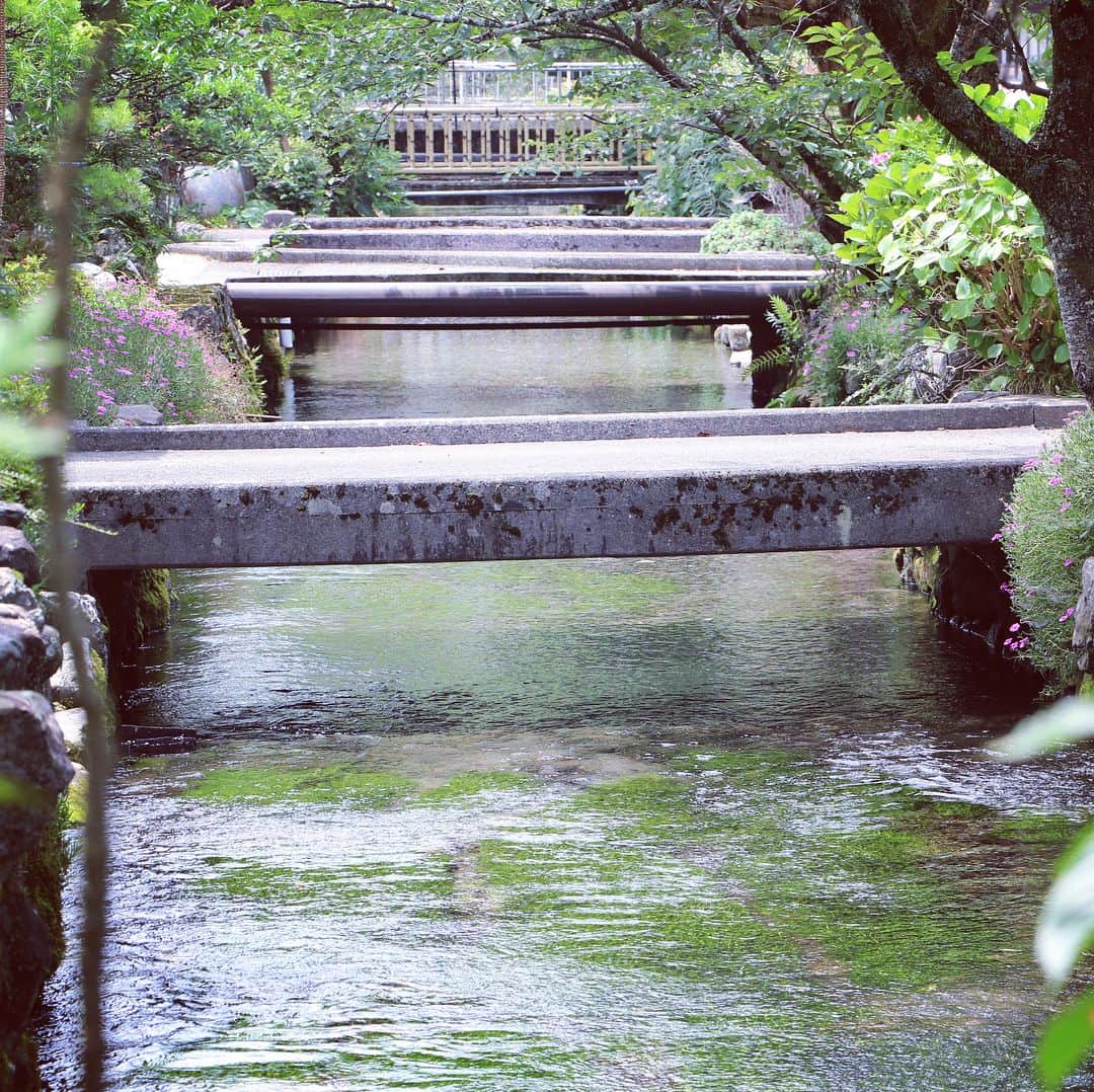テレビ大阪「おとな旅あるき旅」さんのインスタグラム写真 - (テレビ大阪「おとな旅あるき旅」Instagram)「今週のおとな旅あるき旅（テレビ大阪）は、名水の宿場町 滋賀 米原〜醒井（さめがい）への旅です。  残暑厳しい今、行きたくなる事まちがい無し！ヒンヤリ冷たい清流ながれる街道を歩きます。美しい水中花に癒され、清流の恵みニジマスの塩焼きに舌鼓。 さらに、あの大人気クレイアニメの国内初のテーマパークも訪問！最後は夏野菜BBQ！ お楽しみに！  8/17(土)18:30〜  #おとな旅あるき旅#テレビ大阪#三田村邦彦#山口実香#滋賀#米原#醒井#名水の宿場町#梅花藻#湧水#ローザンベリー多和田#クレイアニメ#日本初#夏野菜BBQ」8月16日 0時48分 - tvo.otonatabi