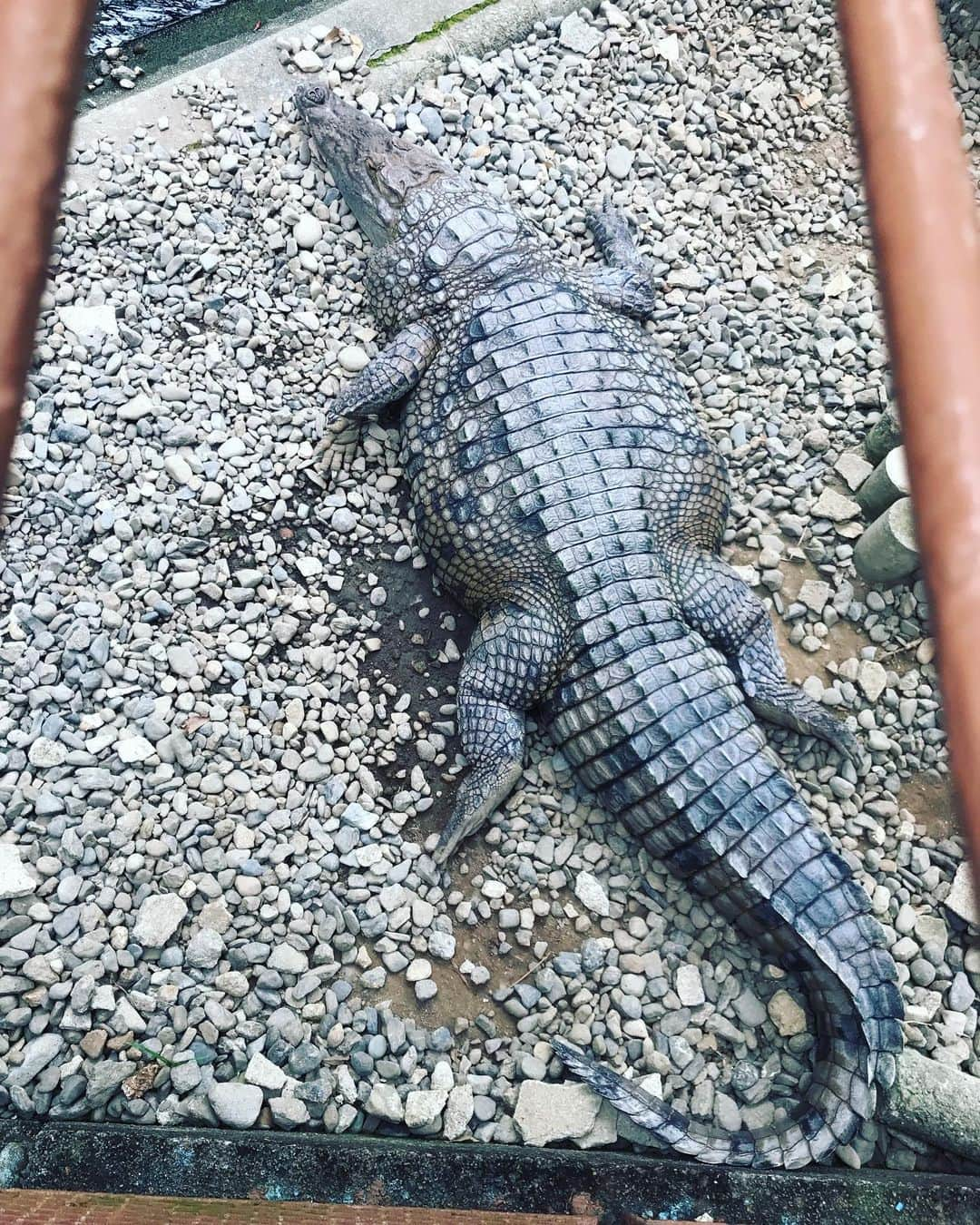 蓮沼千紘さんのインスタグラム写真 - (蓮沼千紘Instagram)「🐊🐊🐊🐊🐊 . . この子ずっと口開けてた。乾きそう。 .  八月の頭に行った #熱川バナナワニ園 にて。 ワニって、恐竜じゃんか。  そういえば何かの記事で小川恭平さんのワニがいるとかいないとか。チャラモバの記事だったでしょうか。どの子だったんだろう。🐊 ワニあんなにじっくりみたの初めてだったなぁ。なかなか見所あったなぁ。頭の上のガラスにワニうじゃうじゃいたの見上げた時ゾワゾワしてちょっとしたジュラシックパークだったぞ。  #🐊」8月16日 1時18分 - knitchihiro