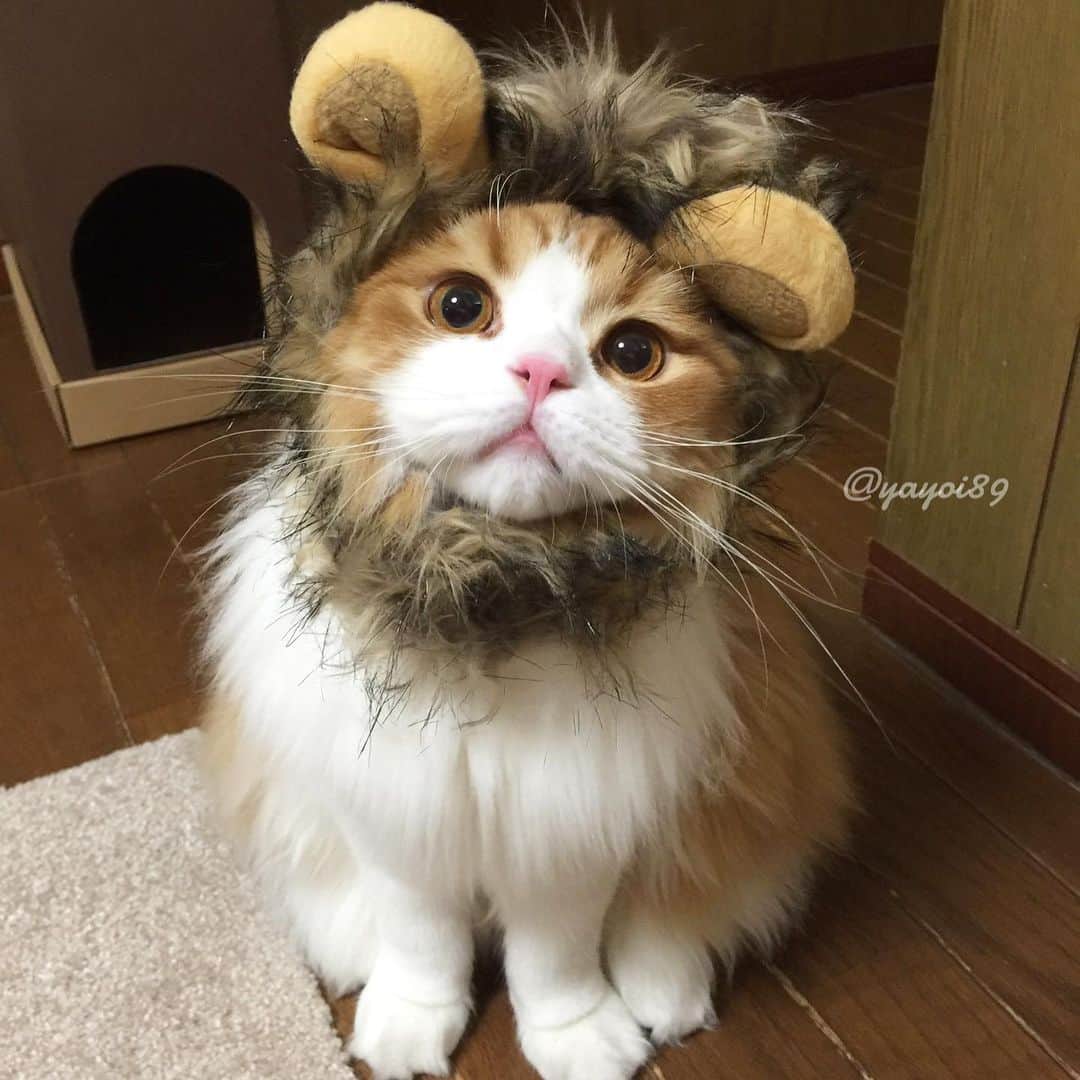 yayoi89さんのインスタグラム写真 - (yayoi89Instagram)「🦁Lion King 😂 . 1️⃣Uzura  2️⃣Tarachan . .  我が家のライオンキング🌴🦒🦓 ちょっと若い うずらちゃんとタラちゃんのシンバ😂💛 . #ライオンキングごっこ #lionking #ライオンキング #シンバ #9gag #cute #adorable #scottishfold #catsofinstagram #meow #bestmeow #instakitten #cat_features #weeklyfluff #meowbox #pleasantcats #happycat #catoftheworld #meowed #ライオンキングpeco」8月16日 1時20分 - yayoi89