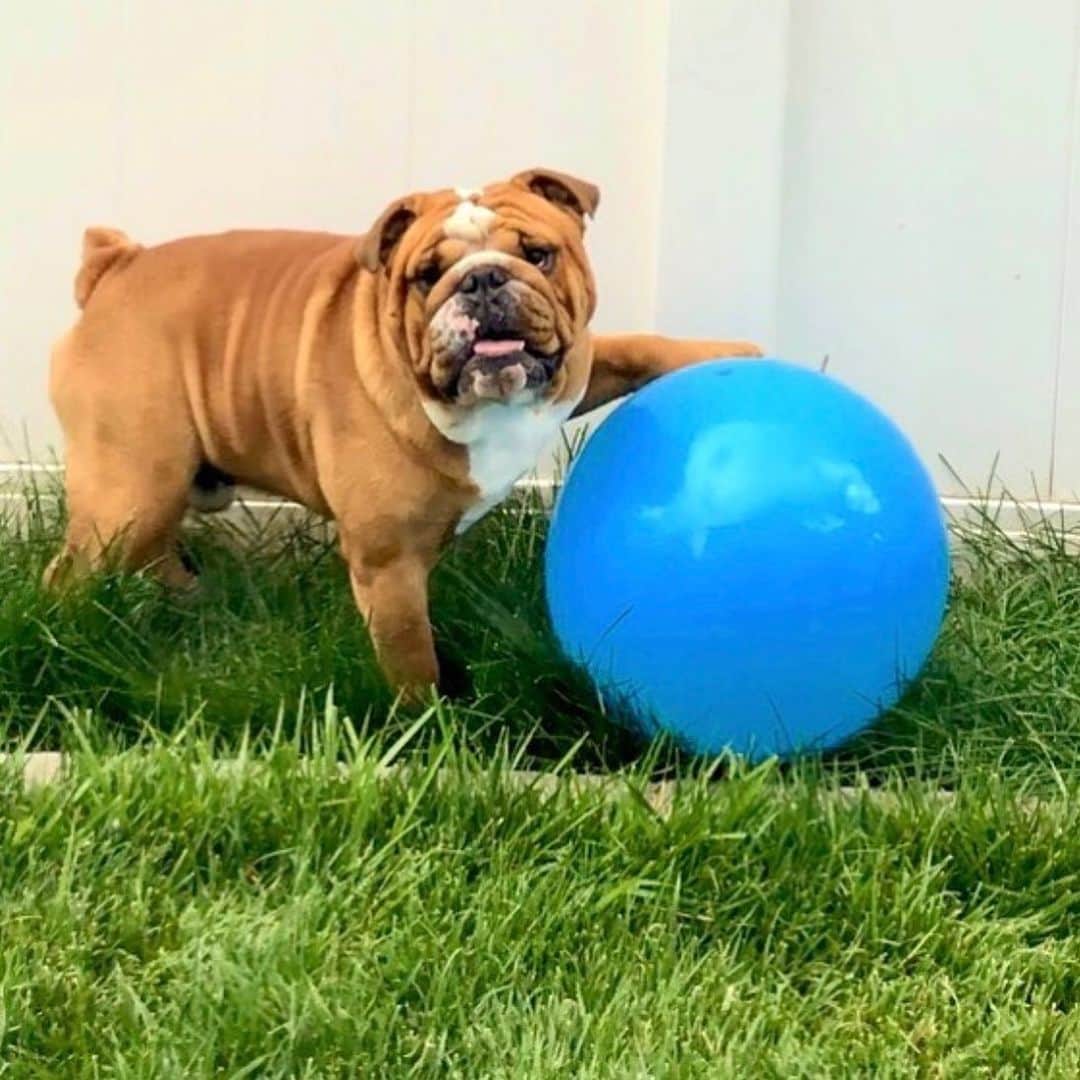 のインスタグラム：「Life’s a ball 🏀 . . . . . #bulldog #bestoftheday #dogsofinstagram #cute #baby #ball #life @dudethebulldog」