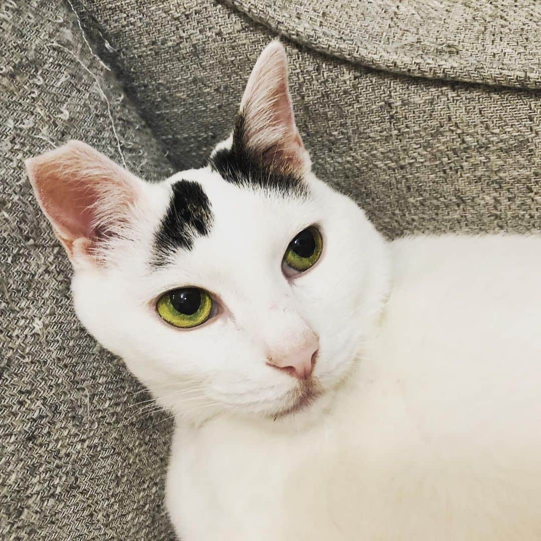 Siznaのインスタグラム：「#dura #cat #づら #猫 #sizna #雑種 #元地域猫 #ヅラ #ヅラ猫 #ヅラ猫部 #にゃんスタグラム #猫変態を増やそうの会 #台風 #2019夏」