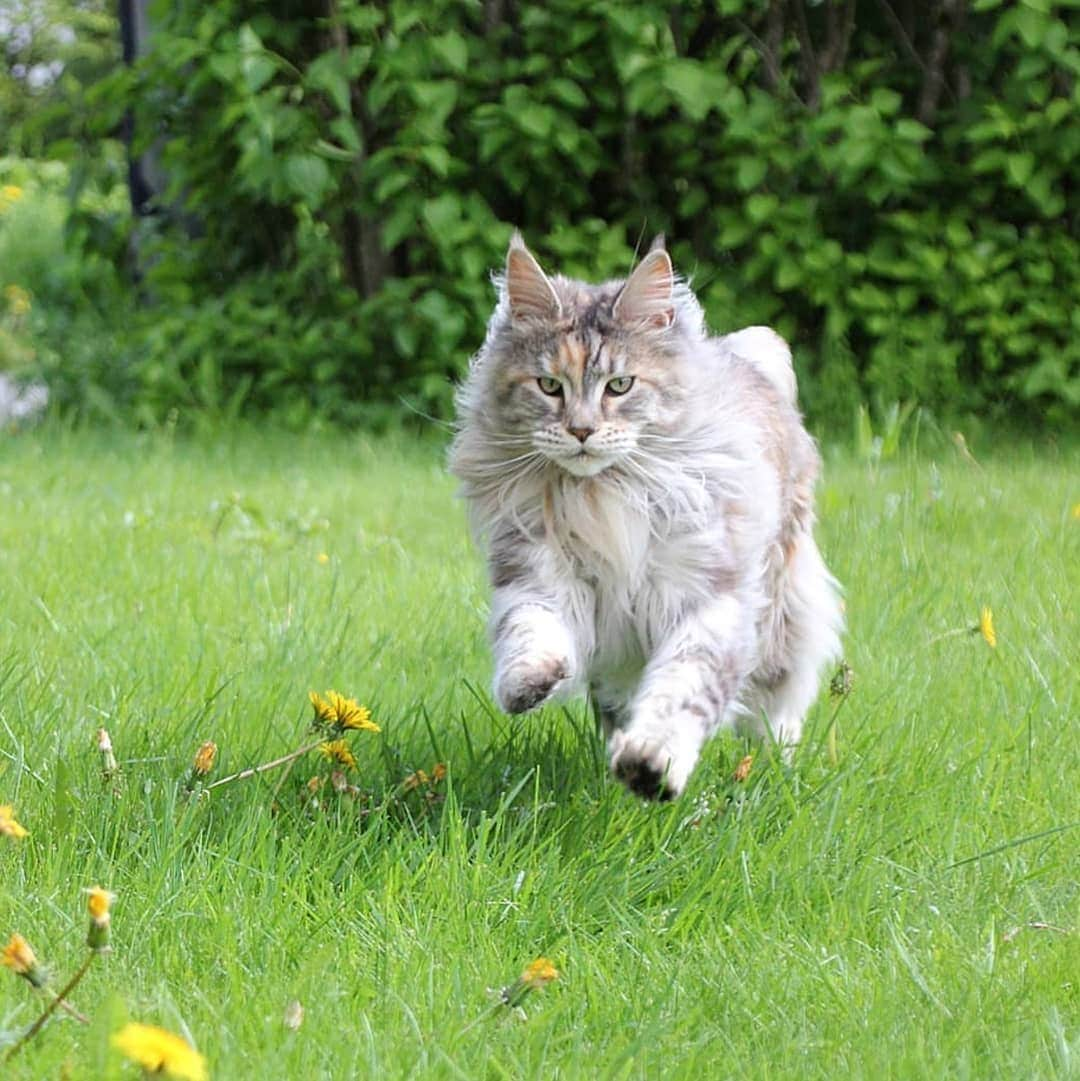 CatStockerさんのインスタグラム写真 - (CatStockerInstagram)「Hello! #catstocker is here!  Follow our FURRriend @fluffyisabell  Scroll right for more pictures 👉 . . . . .  #cat #neko #mačka #chat #kočka #котка #kotek #kot #кіт #mače #кошка #кот #katze #gato #gatto #kissa #kattunge #猫 #고양이 #貓 #kedi #köttur #kissanpentu #חתול #кішка #kedicik #кошеня #gattino #子猫」8月16日 2時30分 - catstocker