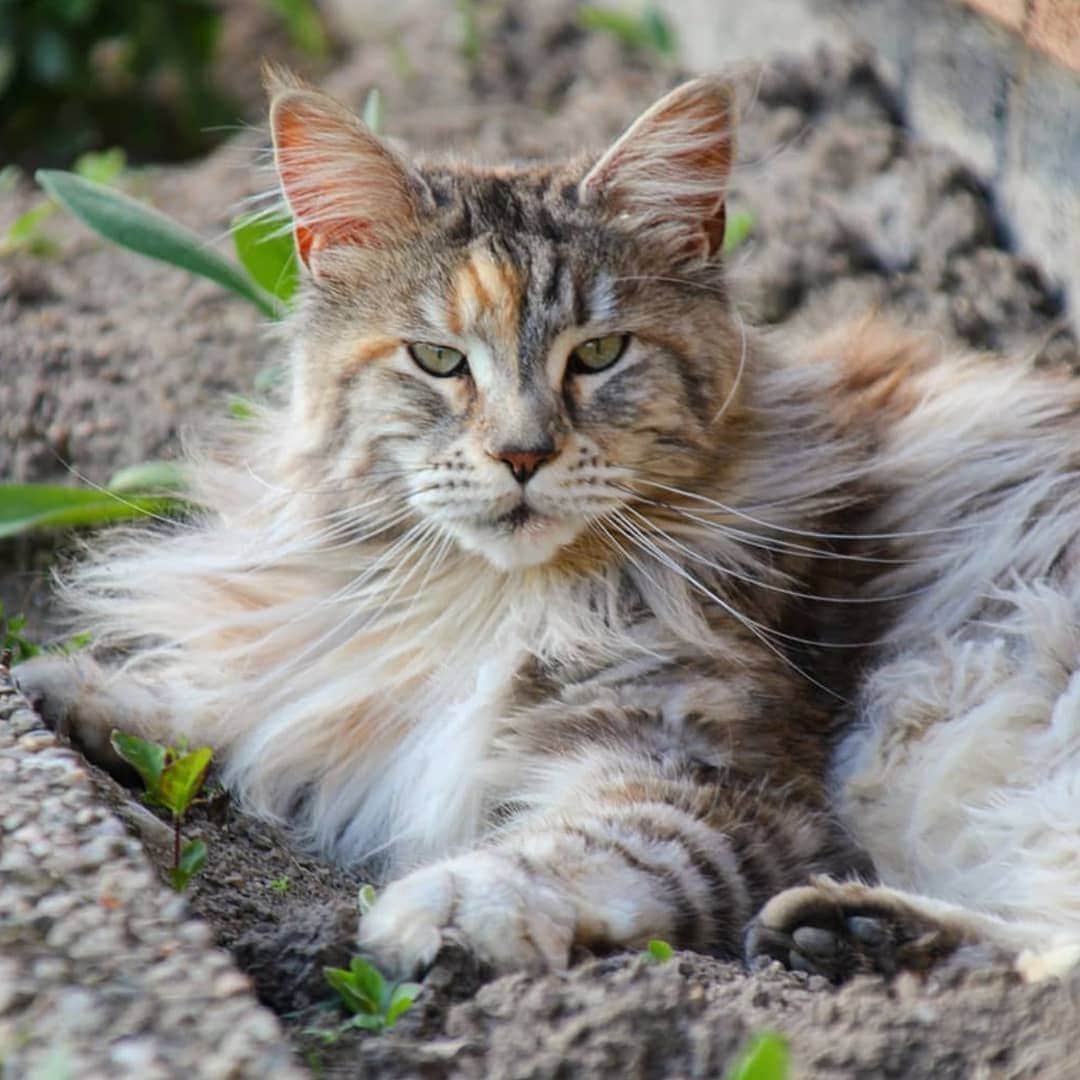 CatStockerさんのインスタグラム写真 - (CatStockerInstagram)「Hello! #catstocker is here!  Follow our FURRriend @fluffyisabell  Scroll right for more pictures 👉 . . . . .  #cat #neko #mačka #chat #kočka #котка #kotek #kot #кіт #mače #кошка #кот #katze #gato #gatto #kissa #kattunge #猫 #고양이 #貓 #kedi #köttur #kissanpentu #חתול #кішка #kedicik #кошеня #gattino #子猫」8月16日 2時30分 - catstocker