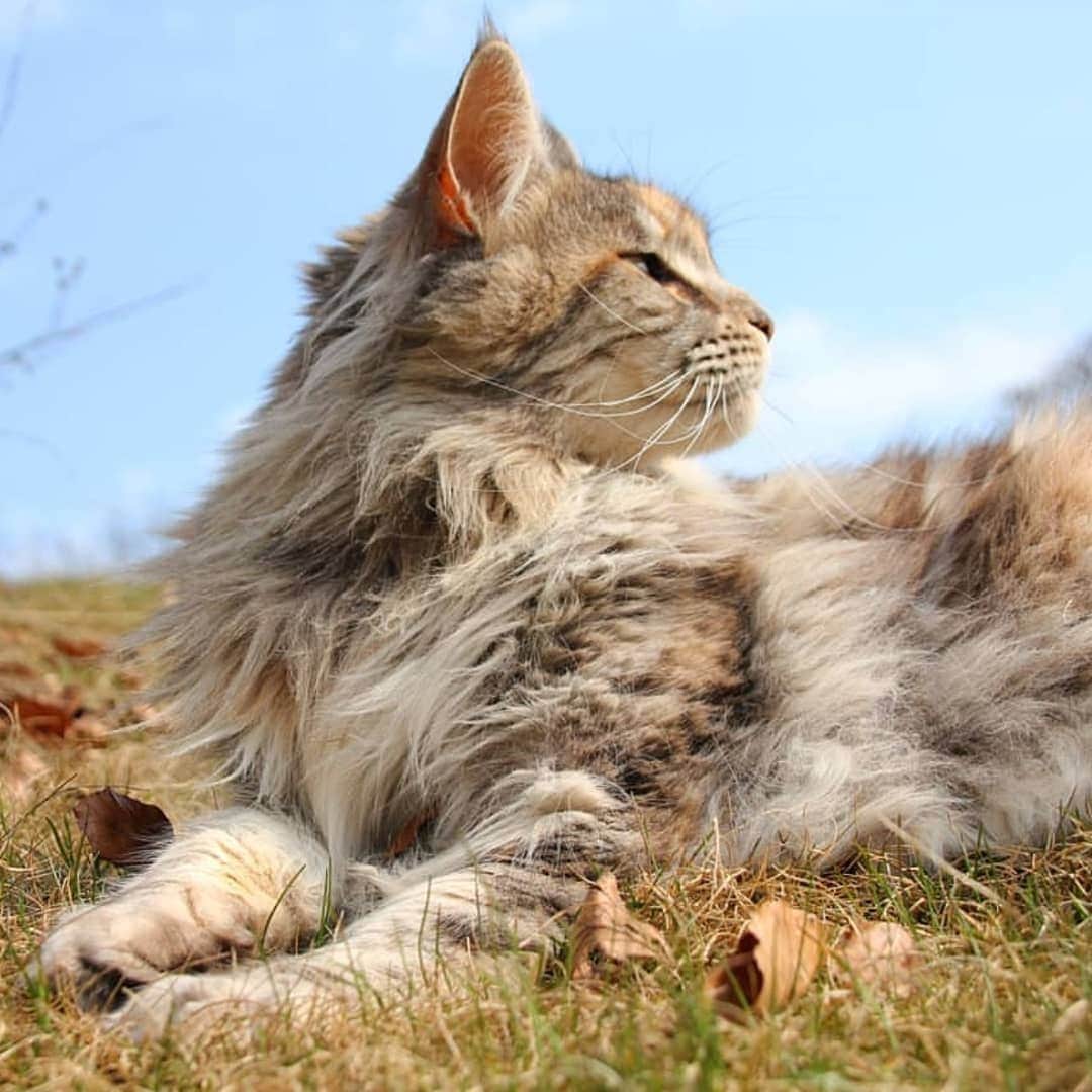 CatStockerのインスタグラム：「Hello! #catstocker is here!  Follow our FURRriend @fluffyisabell  Scroll right for more pictures 👉 . . . . .  #cat #neko #mačka #chat #kočka #котка #kotek #kot #кіт #mače #кошка #кот #katze #gato #gatto #kissa #kattunge #猫 #고양이 #貓 #kedi #köttur #kissanpentu #חתול #кішка #kedicik #кошеня #gattino #子猫」