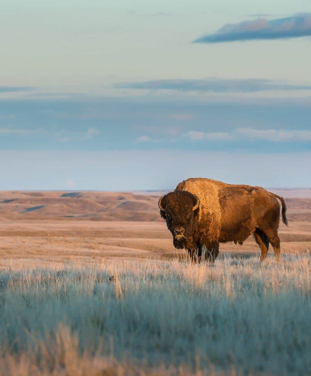 Explore Canadaさんのインスタグラム写真 - (Explore CanadaInstagram)「The plains bison have been calling Saskatchewan’s grasslands home for hundreds of years. However, during the turn of the 20th century they almost went extinct due to human and environmental factors. Since then they have been successfully reintroduced to the shortgrass prairies of Saskatchewan with a population of 145,000. #ExploreCanada⁠ .⁠ 📷: @ghostbearinstitute⁠ 📍: @tourismsask⁠ .⁠ #ExploreSask #Bisons」8月16日 2時30分 - explorecanada