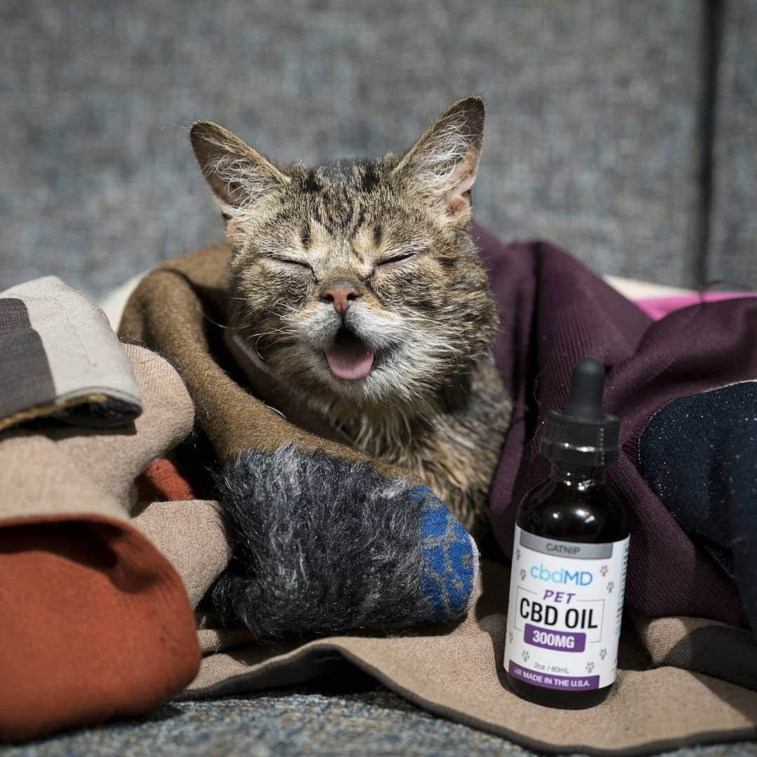 Lil BUBさんのインスタグラム写真 - (Lil BUBInstagram)「BUB loves to rest, and cbdMD's CBD oil helps this magical space kitty get the calm and peaceful downtime she requirs... 20 hours a day, LOL. Get 20% off with code BUB at the link in BUB's bio (www.cbdmd.com/bub)」8月16日 2時57分 - iamlilbub