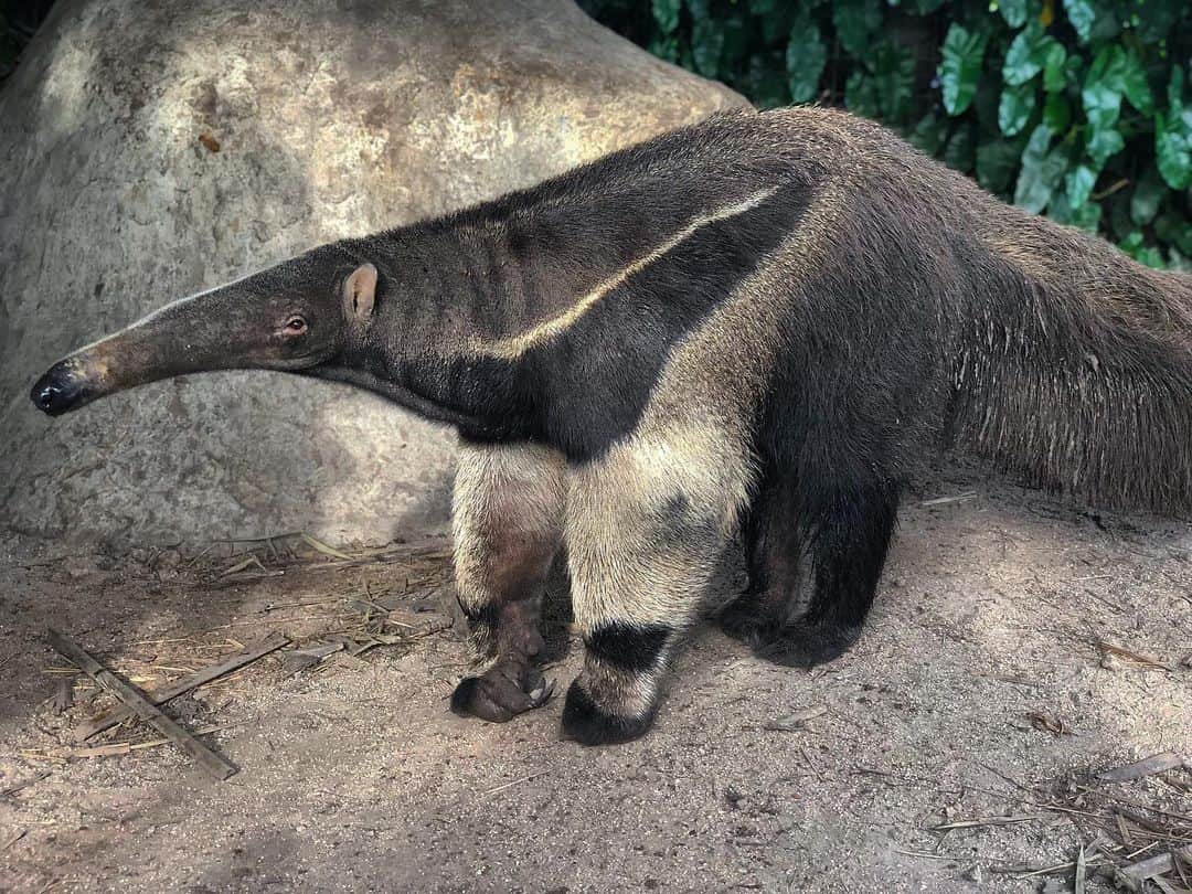 Zoological Wildlife Foundationさんのインスタグラム写真 - (Zoological Wildlife FoundationInstagram)「Meet Demetrius, our stunning giant anteater!🐜 Did you know anteaters are edentate animals, which means they have no teeth! But with their long tongues, these giants are able to eat more than 35,000 ants and termites a day.😱🐾😍💚✨ #giantanteater #conservation #endangeredspecies #nature_perfection #zwf #zwfmiami」8月16日 2時54分 - zwfmiami
