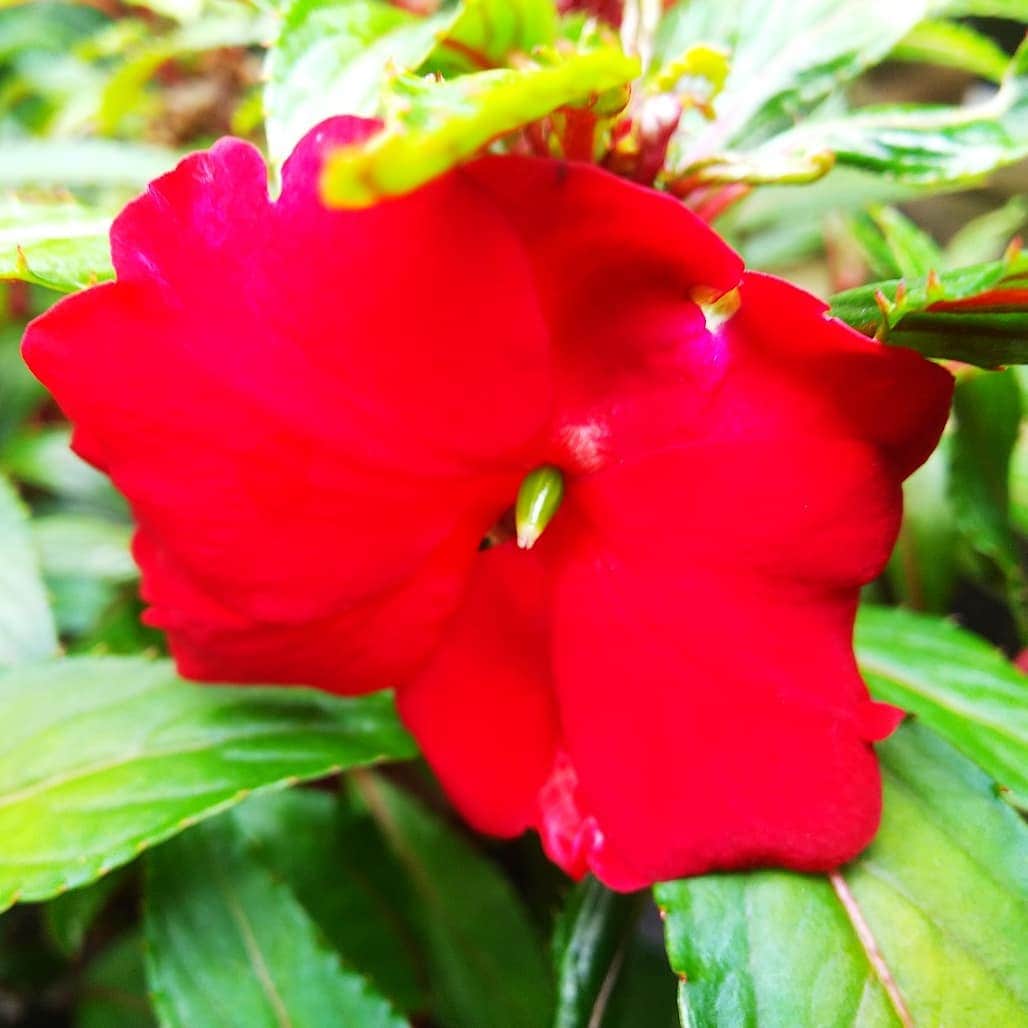 みながわゆみさんのインスタグラム写真 - (みながわゆみInstagram)「#いんぱちぇんす #インパチェンス #蕾 #赤色 #かわいい #きれい #たのしみ #はな #花 #flower #はなまっぷ #花まっぷ #花の写真 #花写真 #花撮り #花好きな人 #花好きな人と繋がりたい #写真好き #写真好きな人と繋がりたい」8月16日 8時22分 - nama.09.19