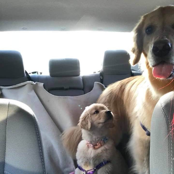 モヒートさんのインスタグラム写真 - (モヒートInstagram)「#tbt look how baby Julep is looking at her Mojito 💜 so stinking sweet! ------------------------------- #goldensofig #goldenretriever  #goldenretrieversofinstagram #betterwithpets #dogsofig  #dogsofinstagram #fluffypack #gloriousgoldens #welovegoldens #ilovemydog #goldenlife #bestwoof #ProPlanDog #ilovegolden_retrievers #mydogiscutest #retrieversgram #dogsofcle」8月16日 3時06分 - mojito_rose_family