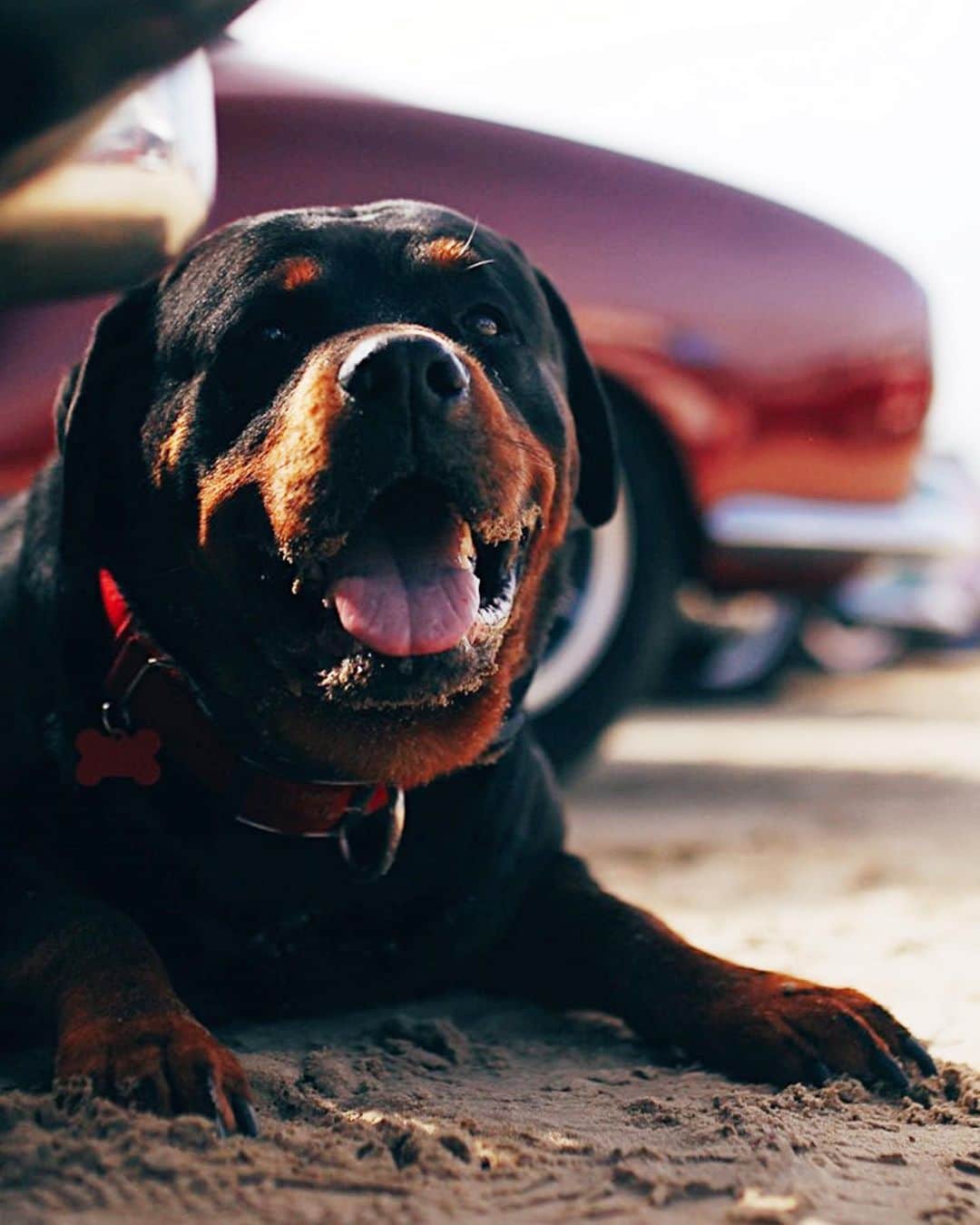Volkswagen USAさんのインスタグラム写真 - (Volkswagen USAInstagram)「Doggos of Treffen 2019. ____________________________________  A moment from #Hwy1Treffen. Treffen Highway 1 Cruise is a yearly trek that VW owners make from the Canadian to the Mexican border. Along the way, drivers join to reunite with old friends, meet fellow VW enthusiasts, and generally enjoy all that the coast has to offer.」8月16日 3時27分 - vw