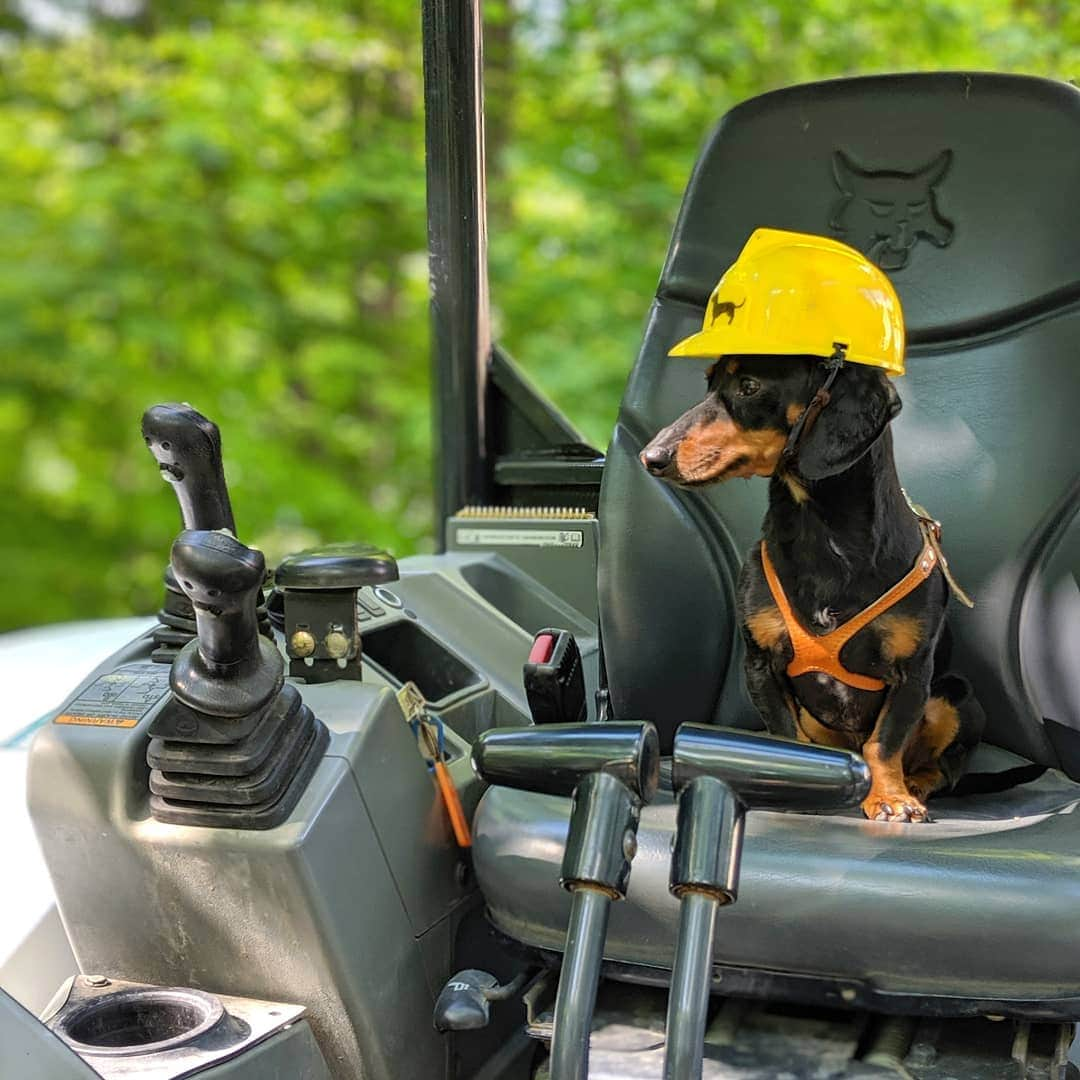 Crusoe the Celebrity Dachshundさんのインスタグラム写真 - (Crusoe the Celebrity DachshundInstagram)「"I love diggin' so much, I bought an excavator! Now who needs a hole dug?" ~ Crusoe」8月16日 4時51分 - crusoe_dachshund